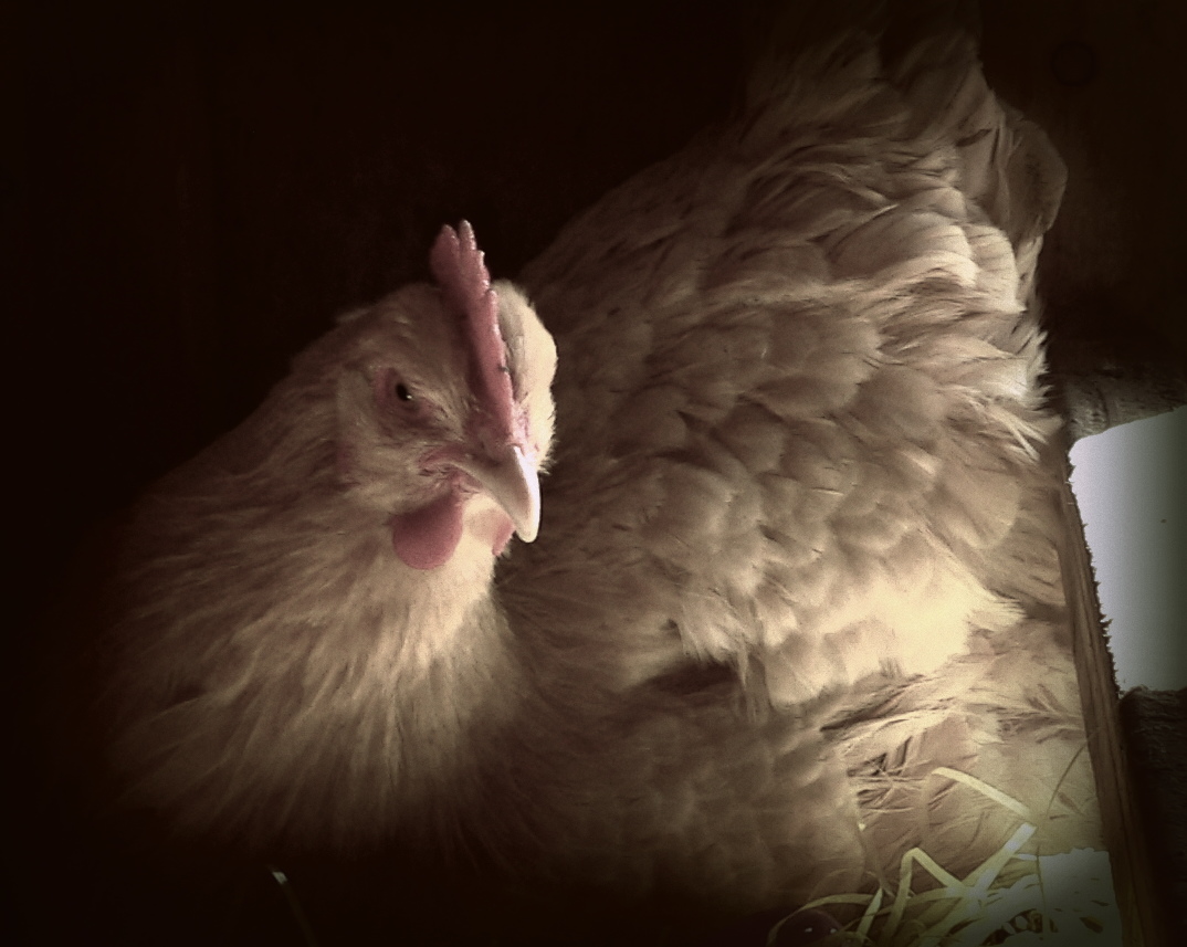 My Buff Orpington, Henreitta