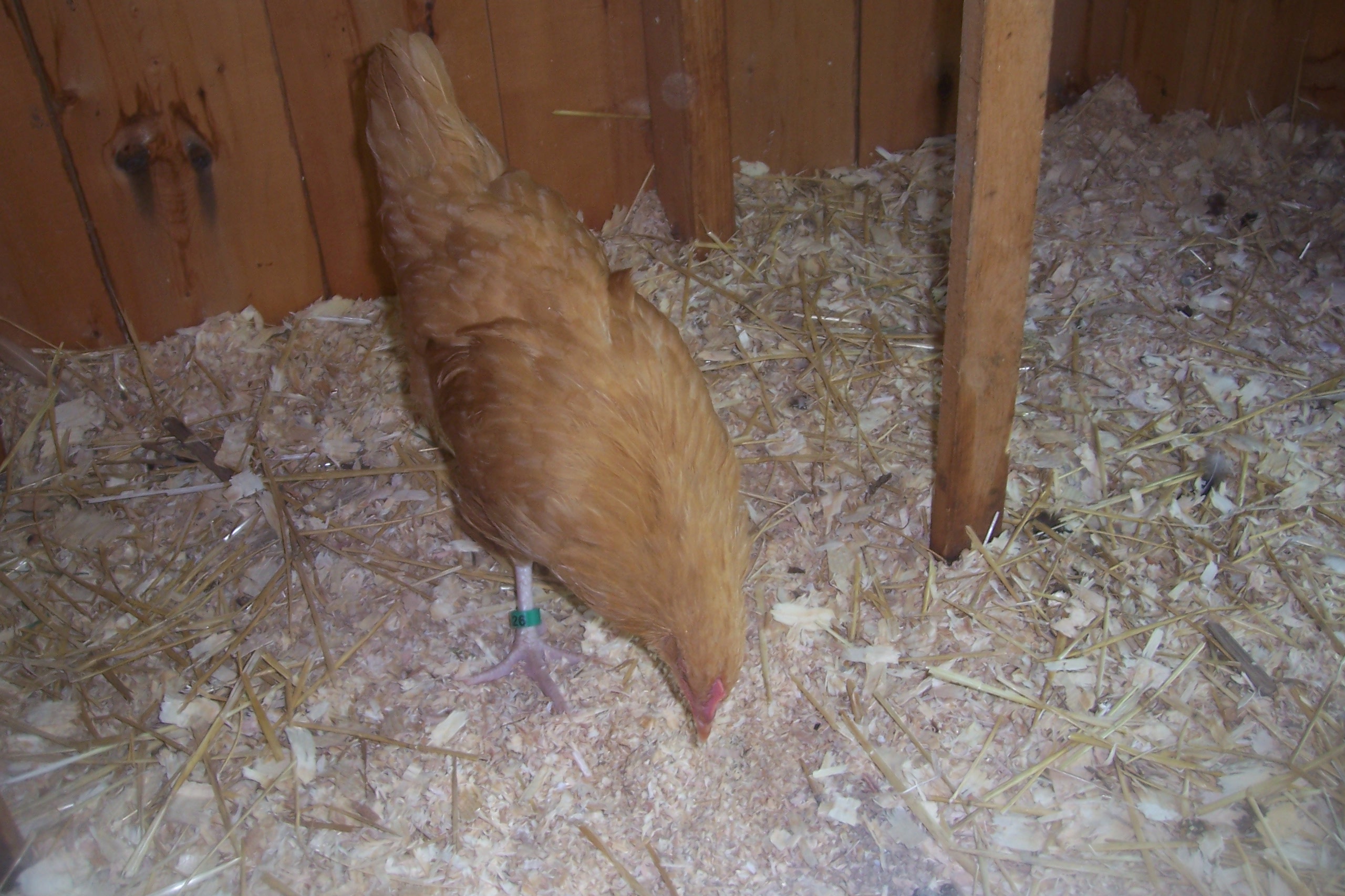 My Buff Orpington Named: after me Nikki