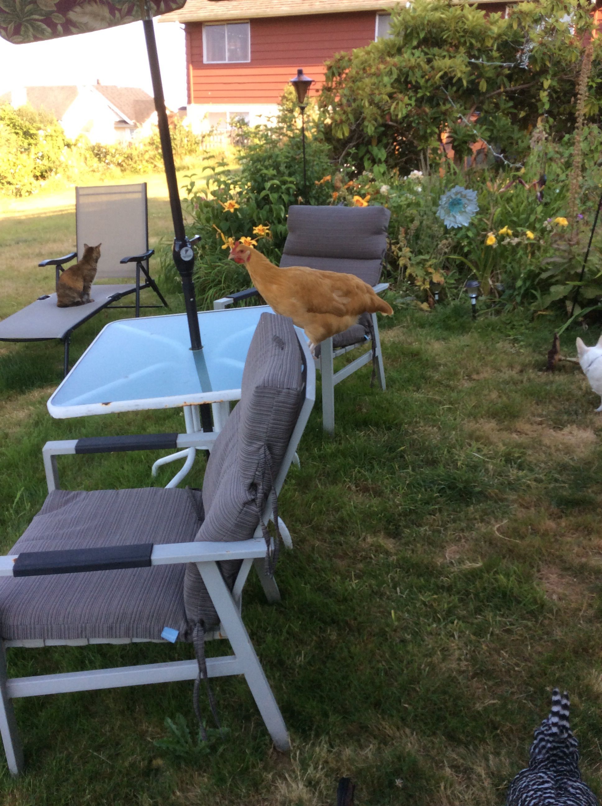 My buff Orpington, Poppit, ready for some backyard dinner!