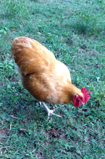 My Buff Orpington Rooster, John Wayne :)