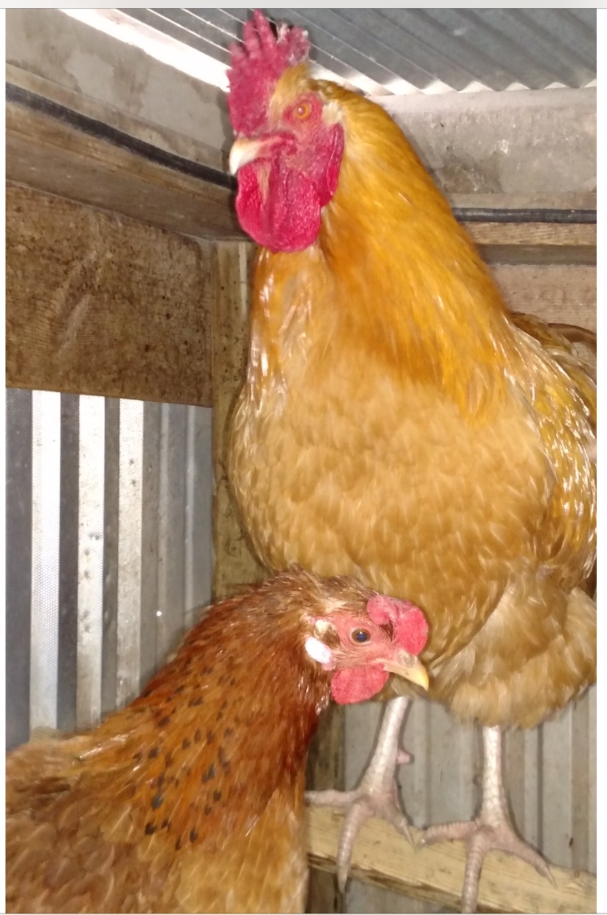 My buff orpington rooster
