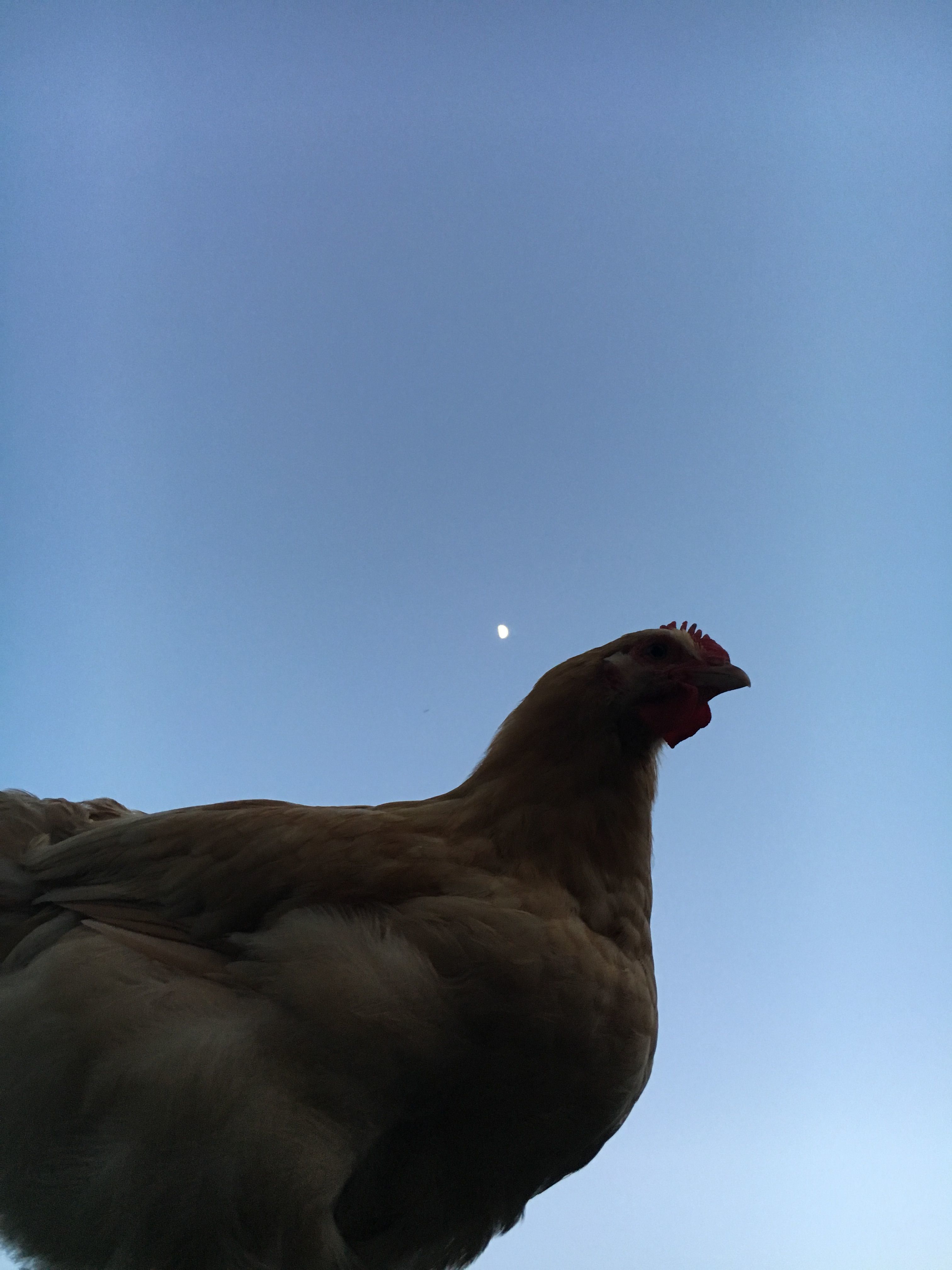 My buff Orpington Ruffalo is enjoying his evening perch