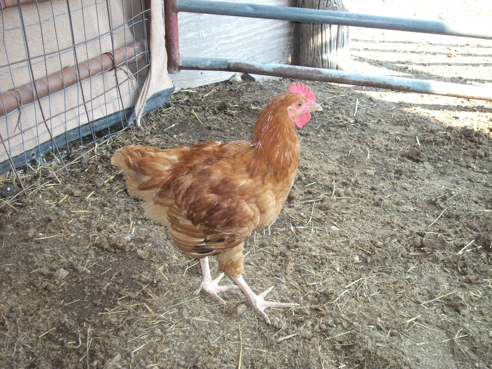 My Buff Orpington x Rhode Island Red roo baby, Louie... born May 5th.
He's Burnt Orange...Much darker than buff, but not red.  (red + yellow = orange!)  Will post more pix of him later.  His tail is really starting to "feather out".  I also have a hen that was born June 6th with the same daddy but I'm not sure if mom is RIR or one of the "mut" hens, that I THINK are Hylines.  She (hen baby - named Lily) has SOME barring that I can't explain!