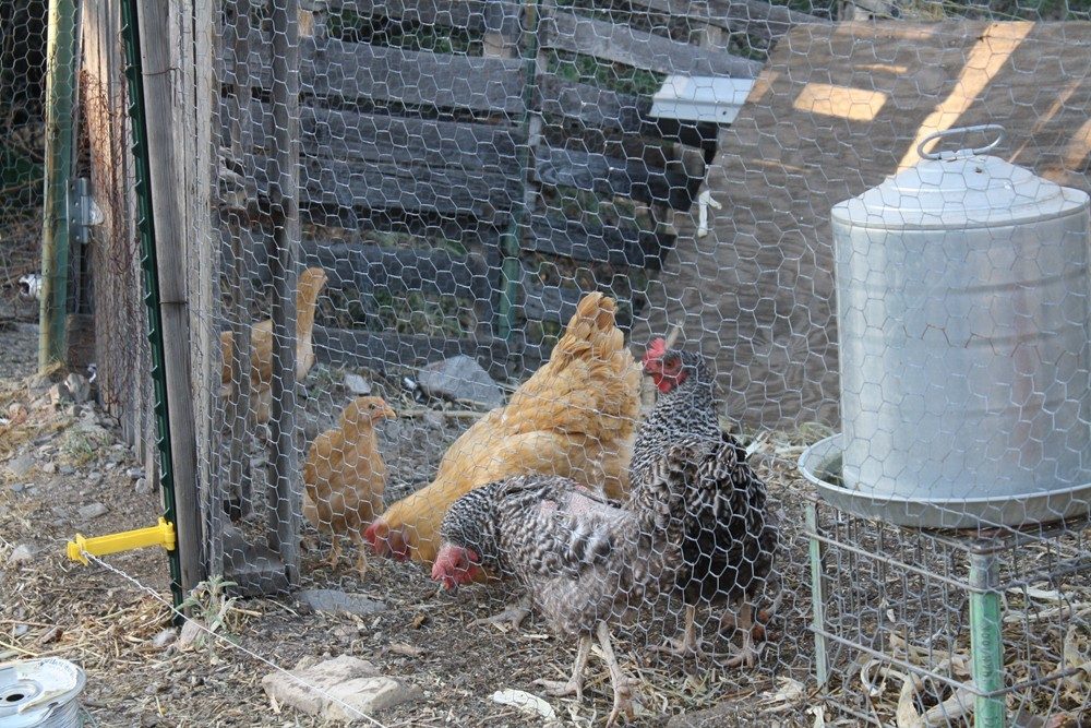 My Buff Orpingtons and the Barred rock banties