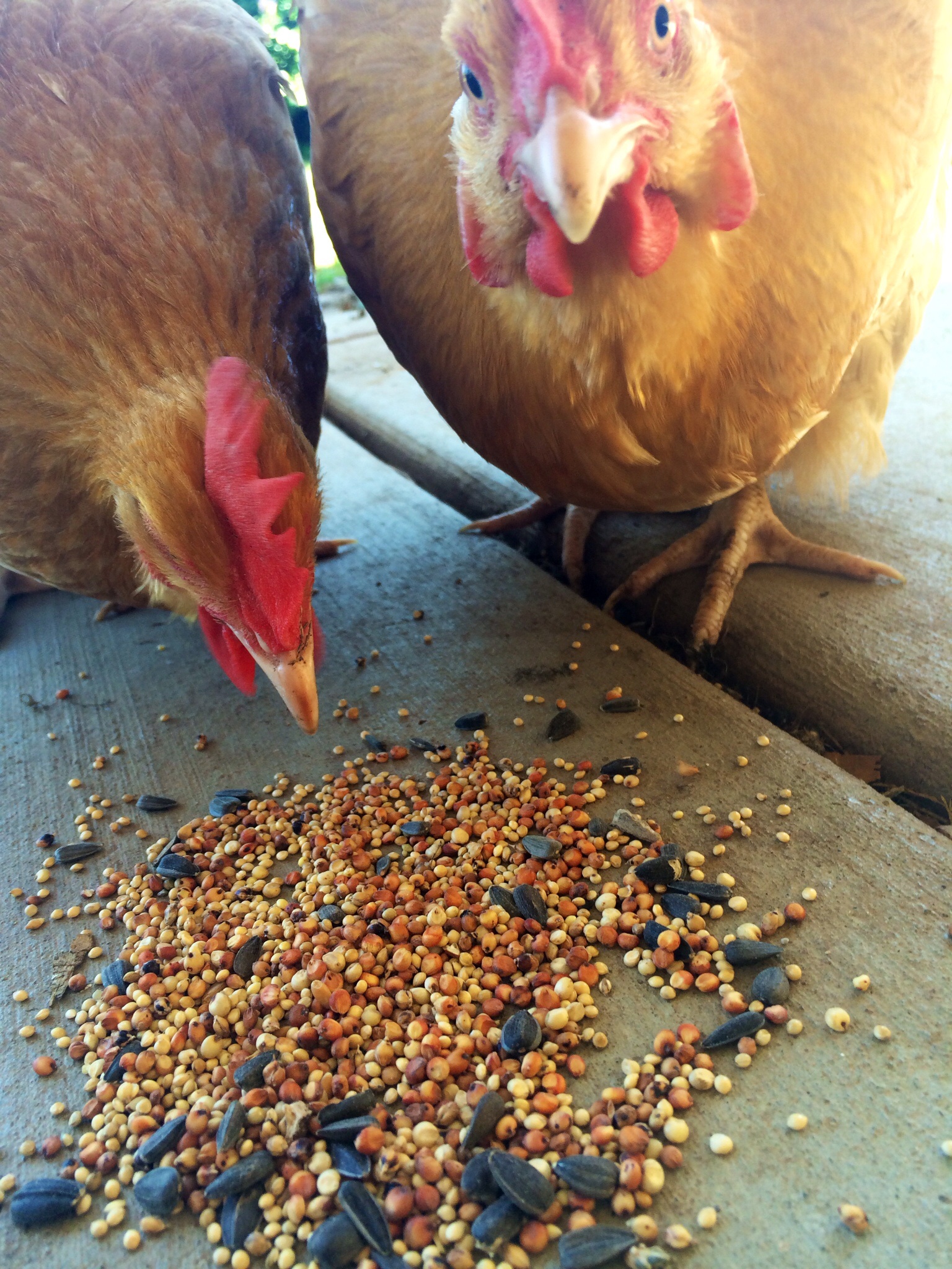 My Buff Orpington's eating wild bird seeds
