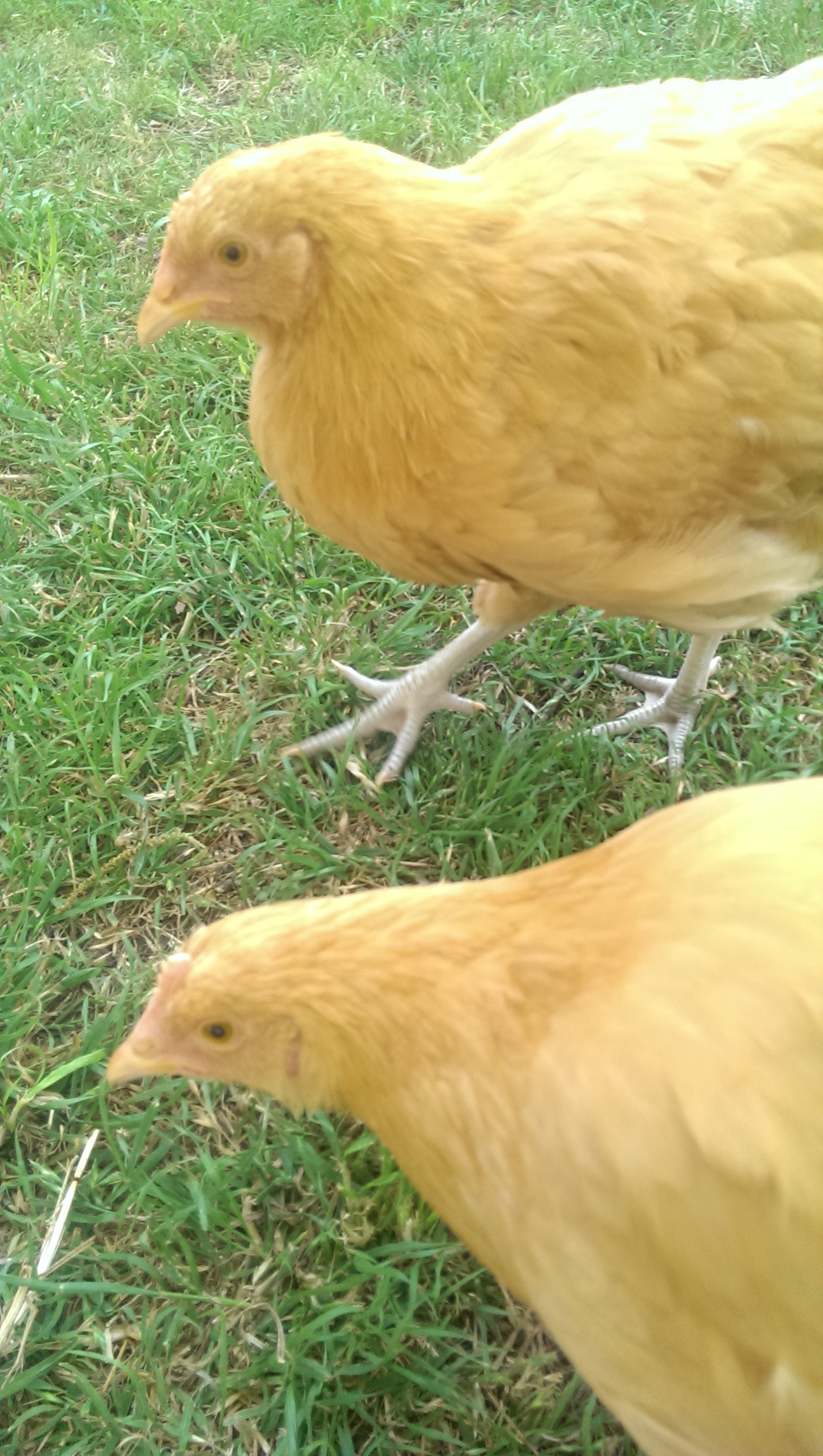 My Buff Orps, Peppa & Gertie