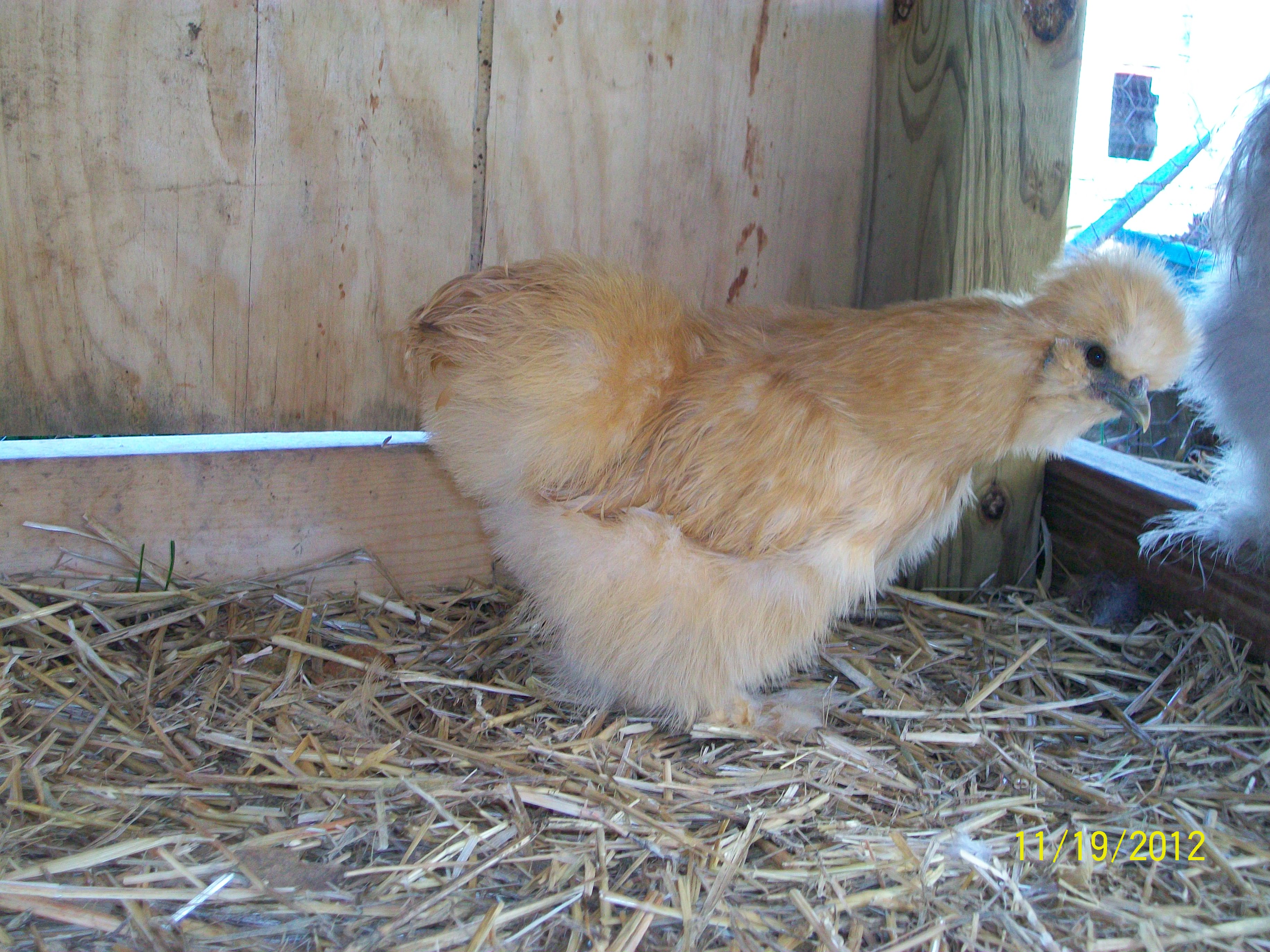 my buff silkie Butterscotch