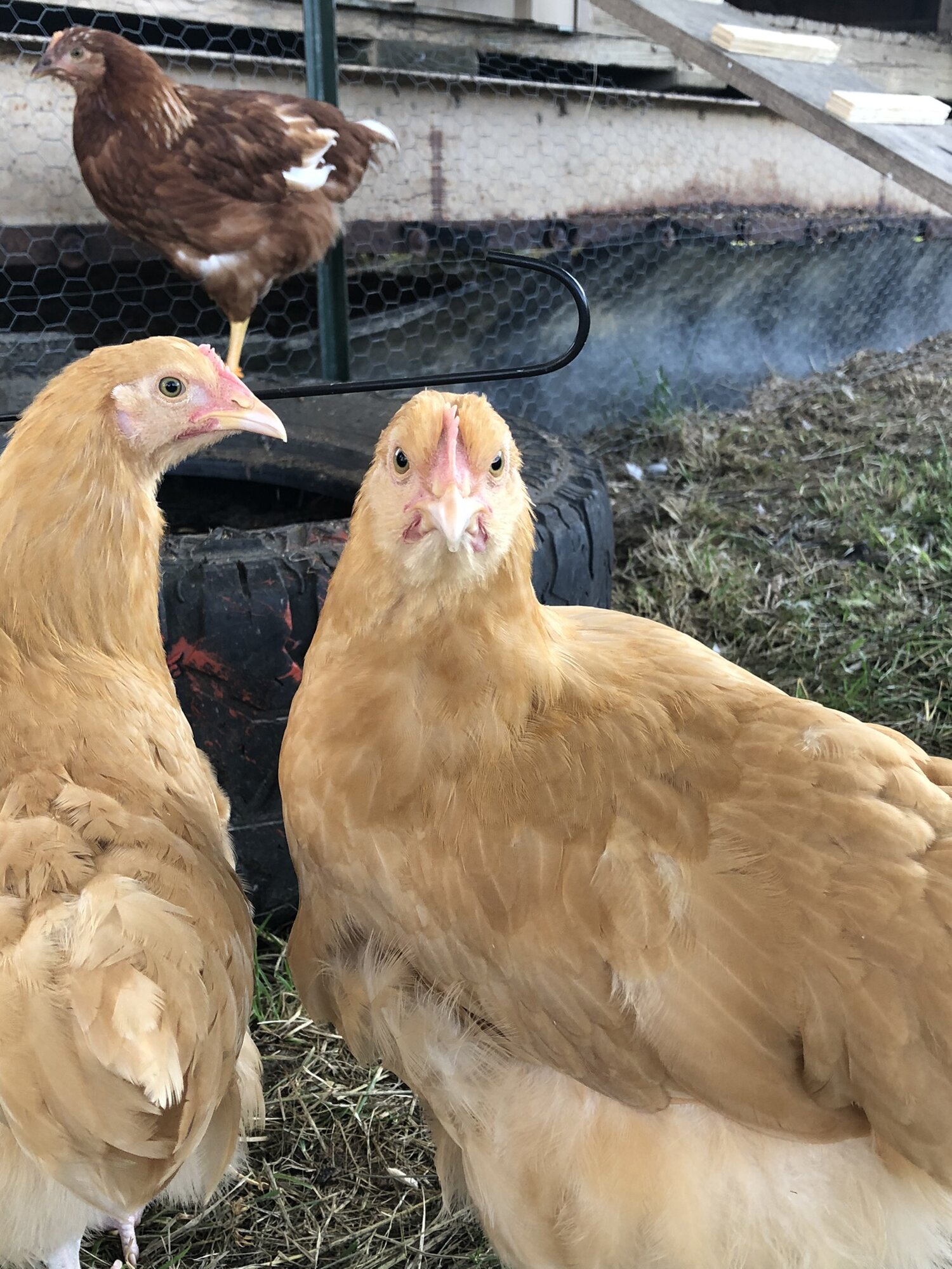 My Buffs- Dolly and JJ