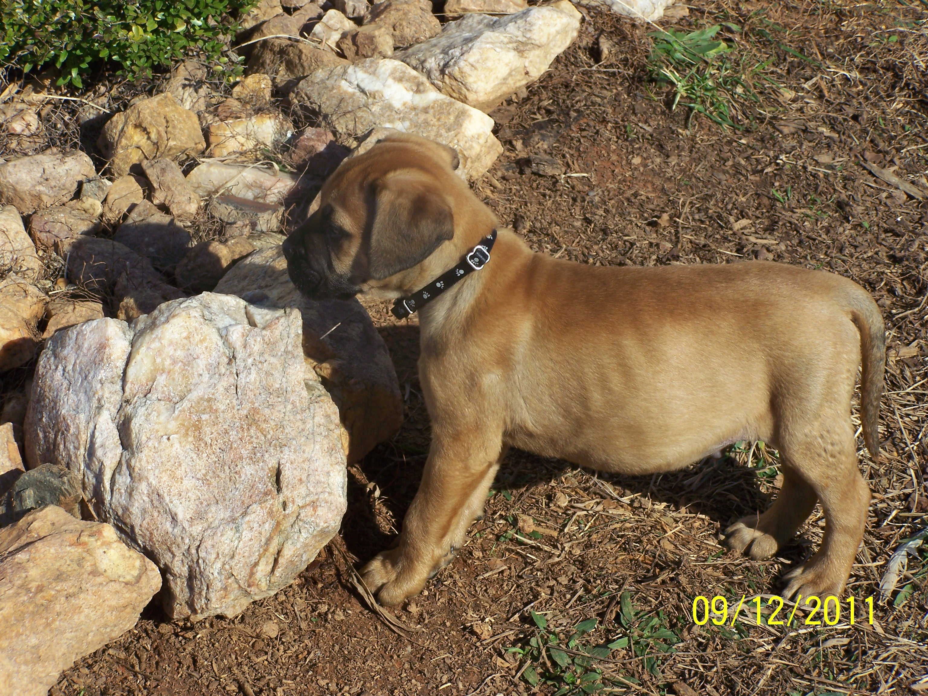 My Bull Mastiff Klaus 2 days after his arrival into my life. He is now more than a hundred pounds but is still a very clumsy trouble maker puppy