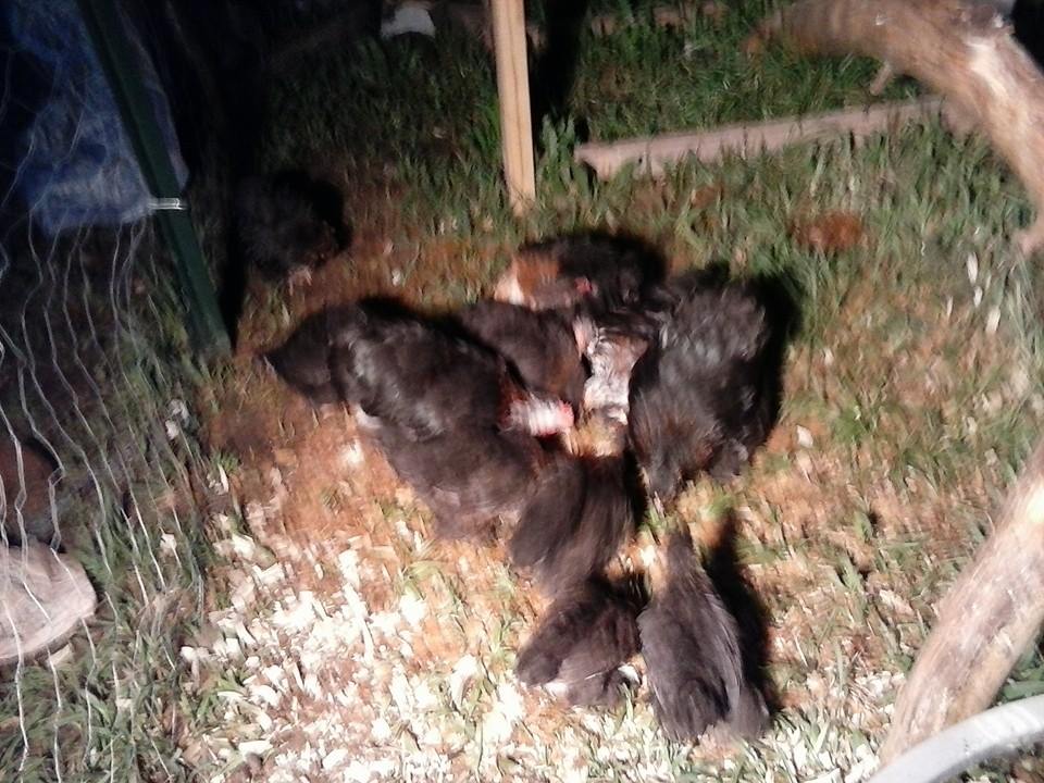 My Calico flock the day I got them. Sorry about pic quality. :( (Yeah, I realize that most of them are mostly black. Their mother was MF/Calico and should throw good offspring)