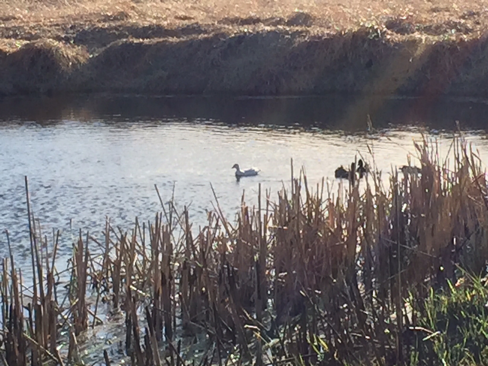 My call ducks on our pond