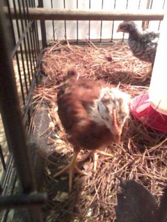 My camera hog again with my Barred rock rooster watching in the background :)