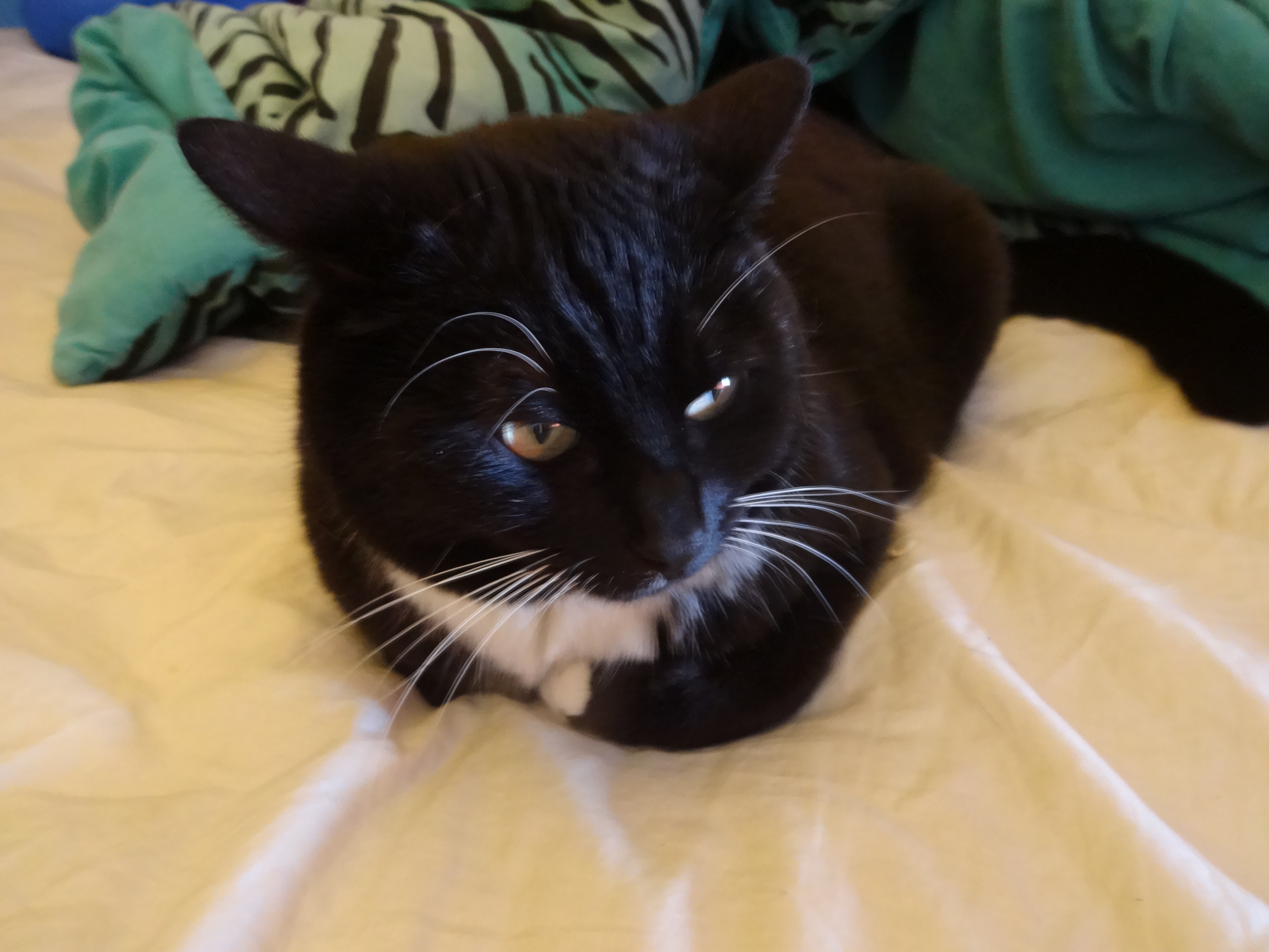 My cat Bella, who walked in in the middle of the photoshoot. I snapped a picture of her looking annoyed at me for pushing her out of the way.