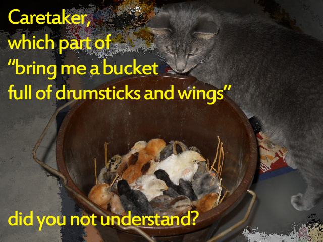 My cat Dante salivating over a "bucket full of chicken".