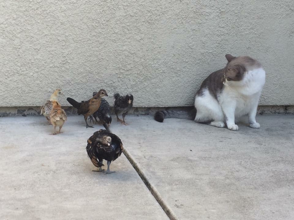 My cat Kaboodle looking like he is being hasseled being so close to the chicks lol