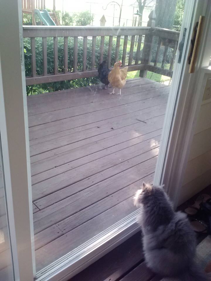 *
my cat Sophie looking on from our sunroom!