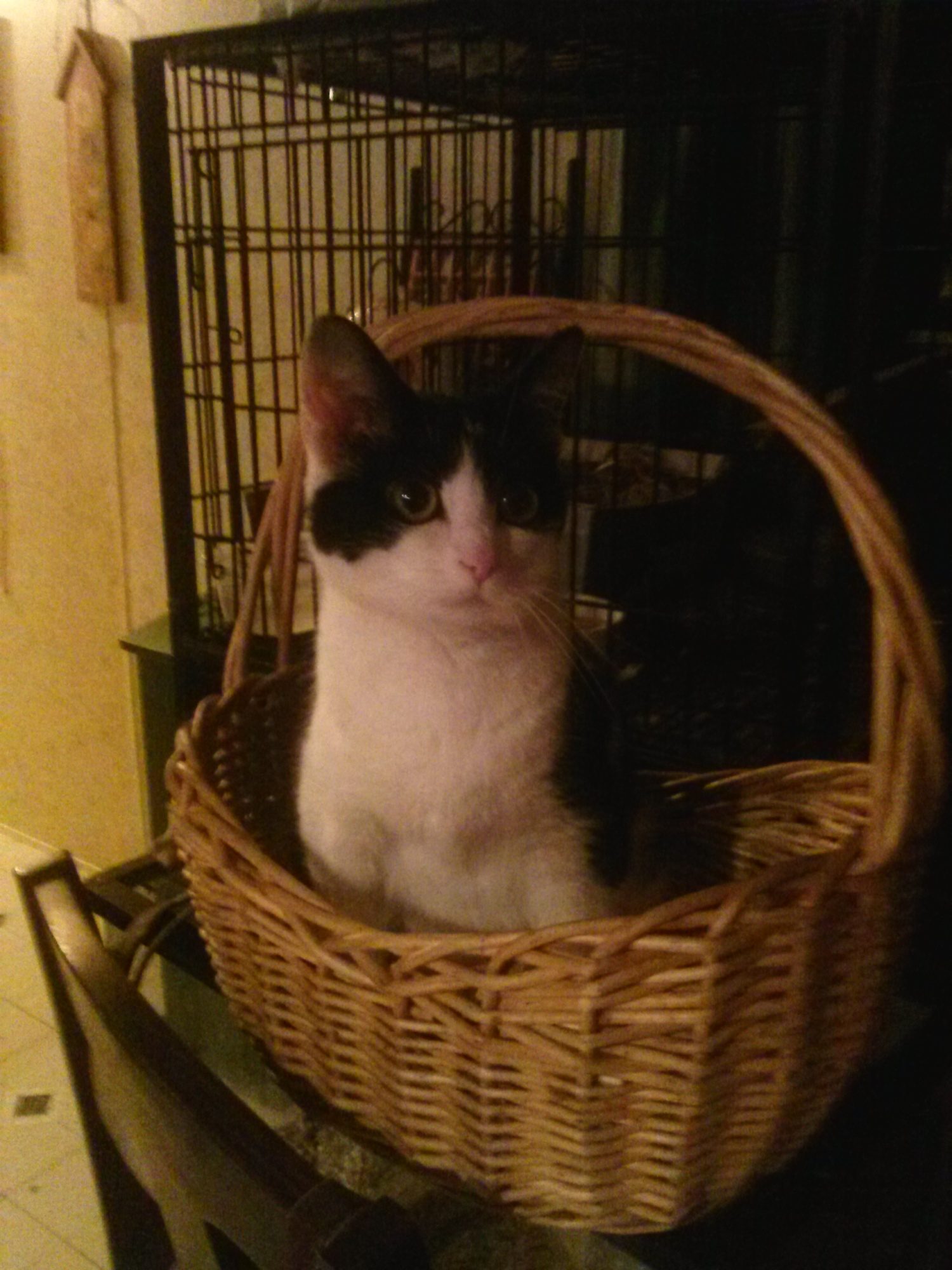 My cat Spooky.F