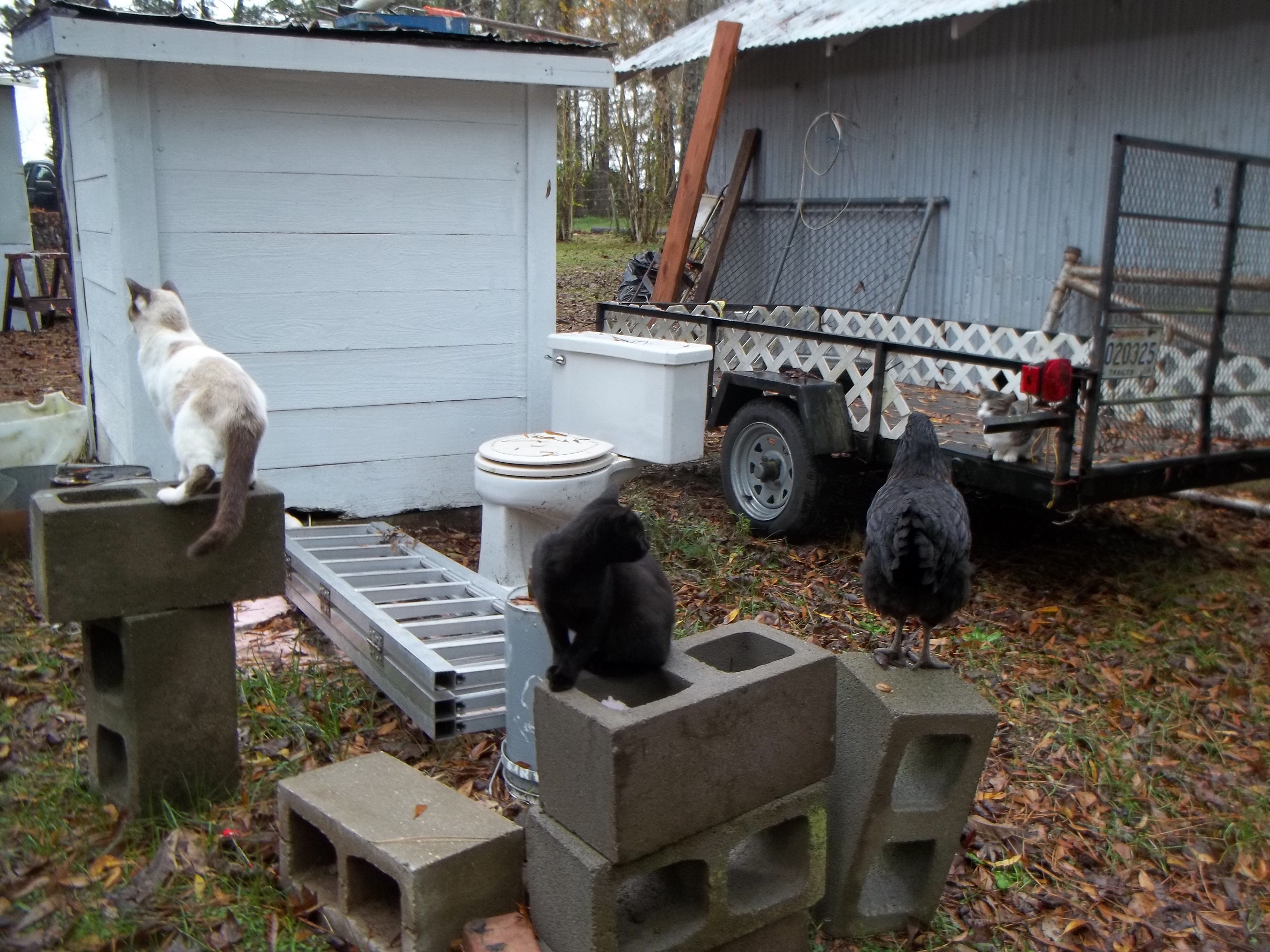 my cats & my chickens hanging out