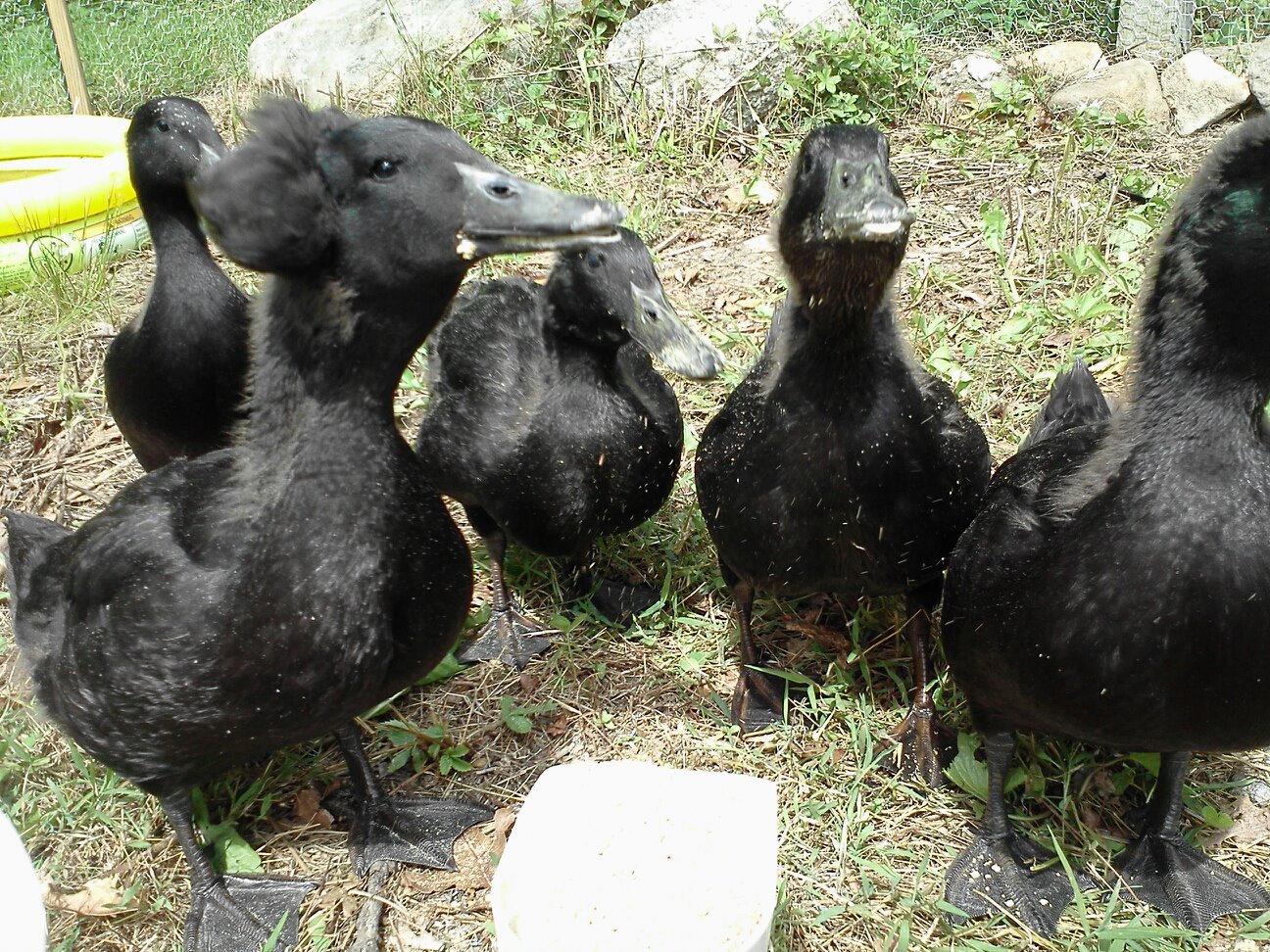 My Cayugas. I have 2 boys & 3 girls