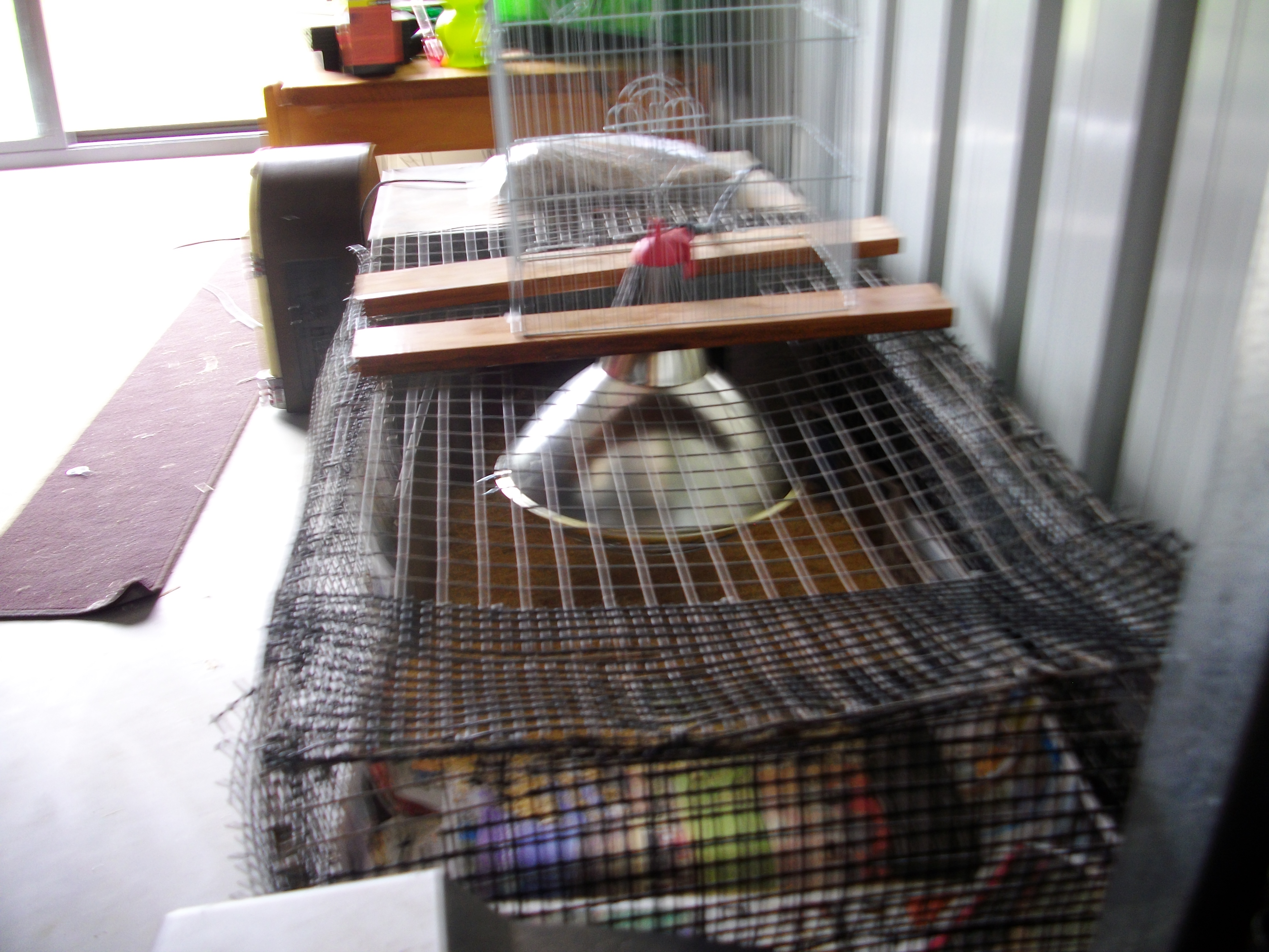 My Chick Brooder