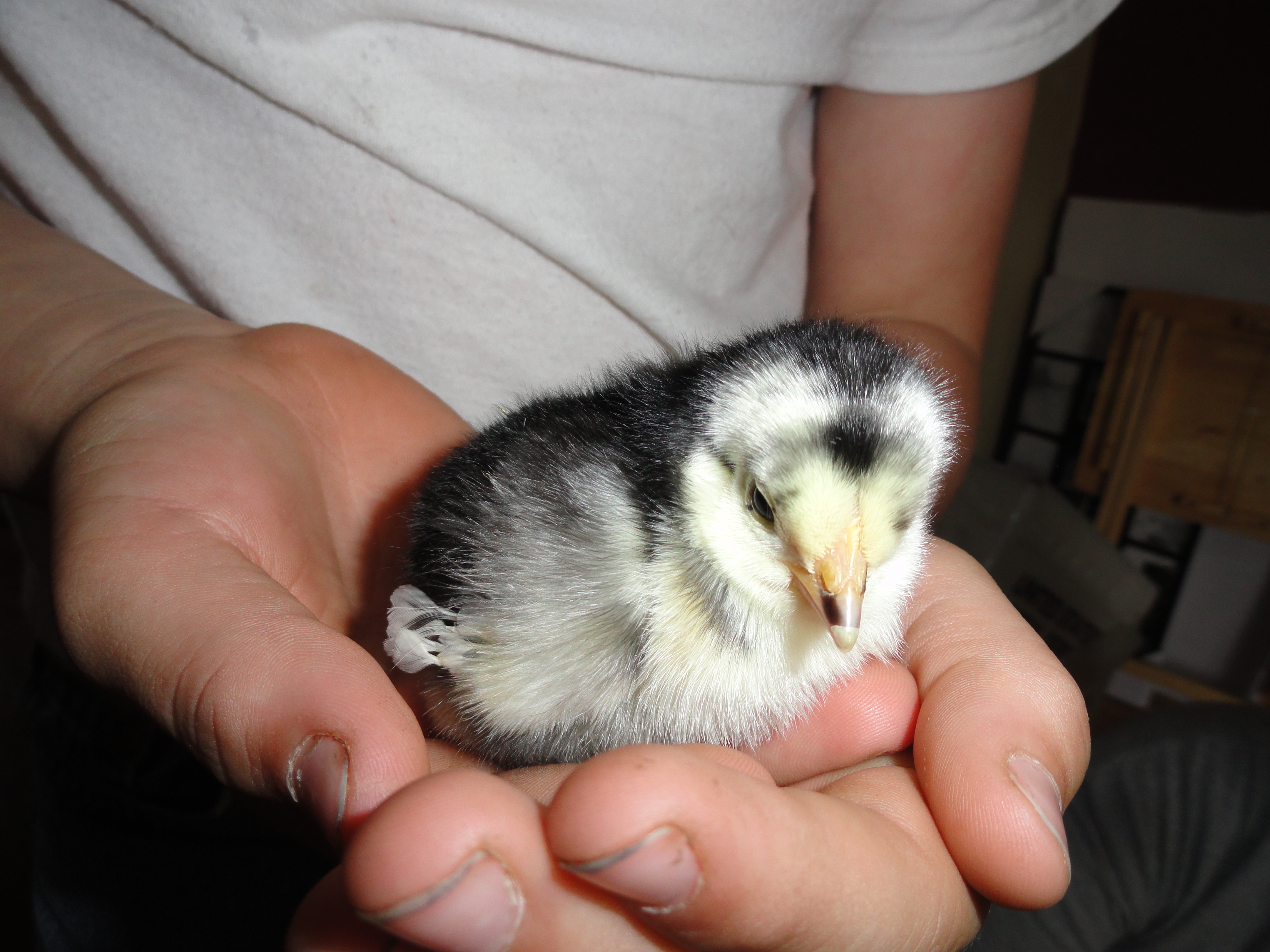 My chick, no name yet