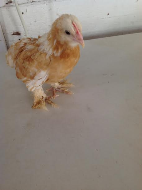 My Chick Pancake