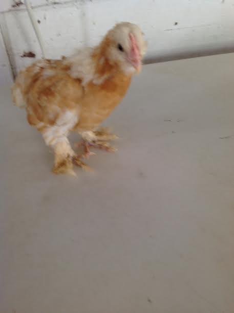 My Chick Pancake