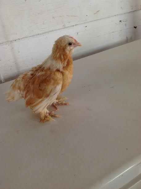 My Chick Pancake