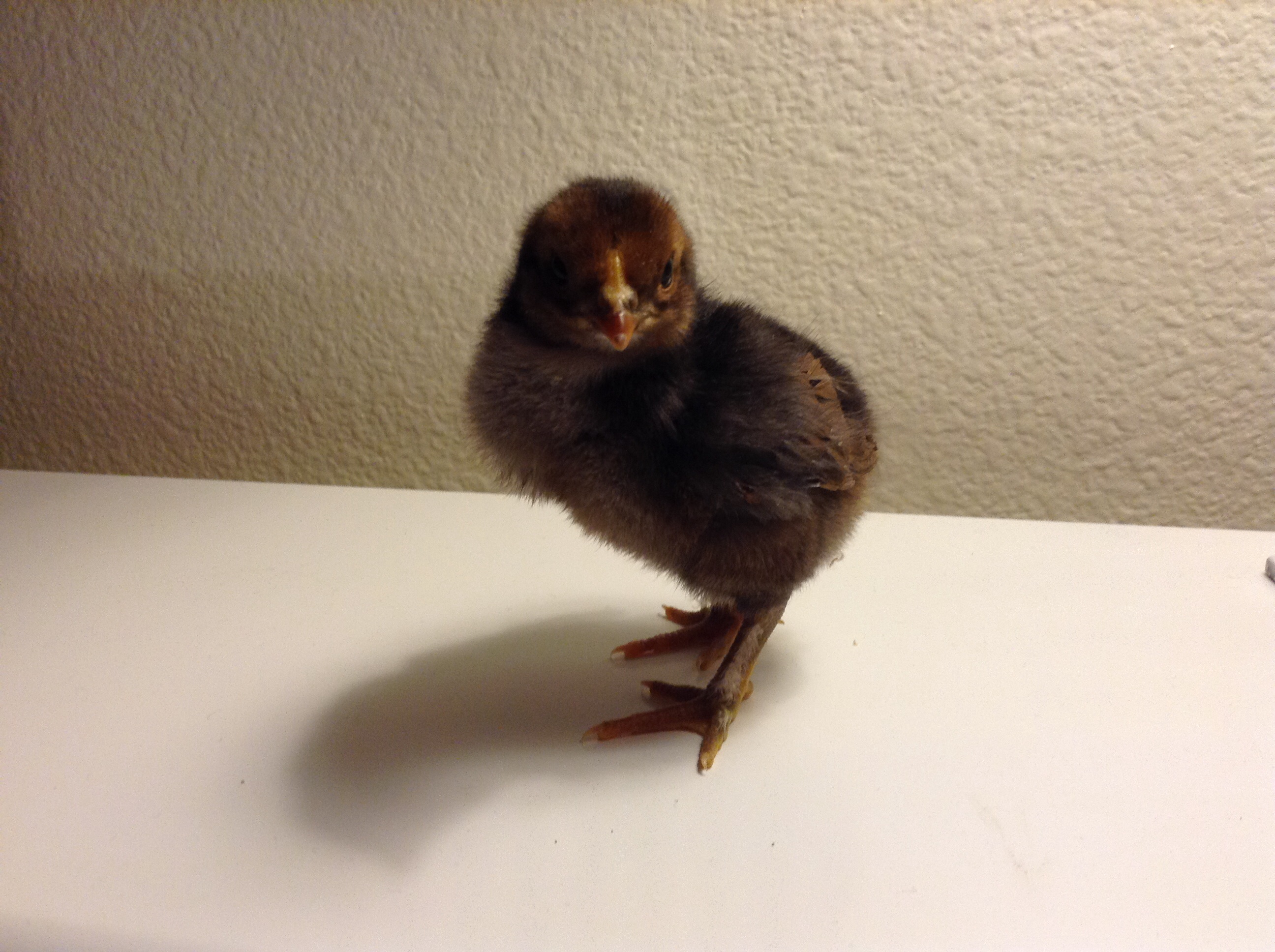 My chick that hatched 3 days ago