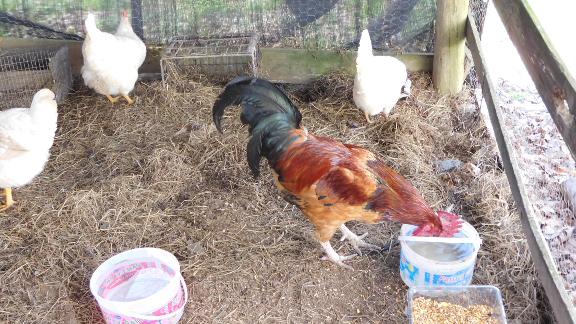 My chicken and roosters: Anyone know the breed o the chickens?
