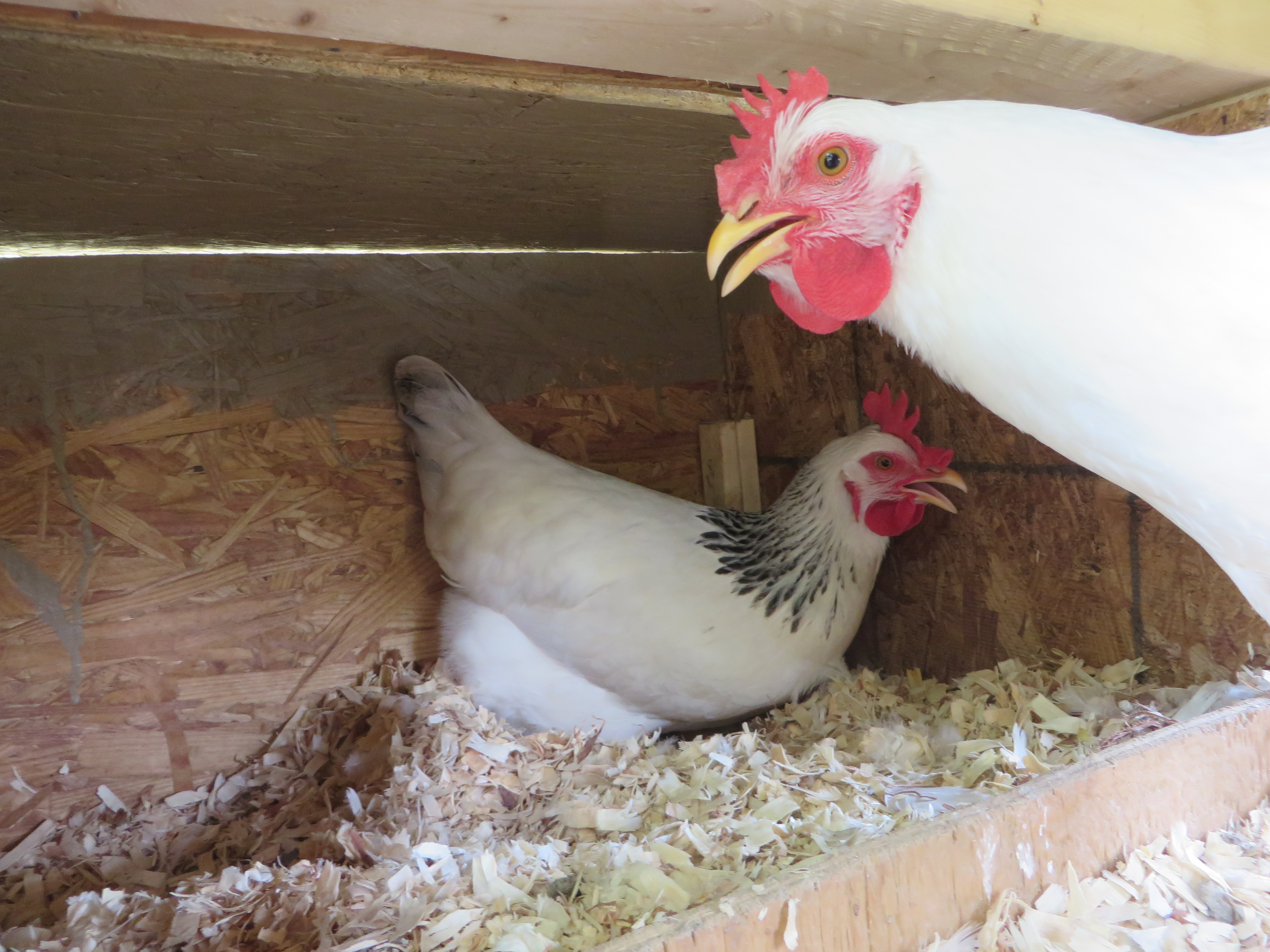 My Chicken Angel wanted to photo bomb ms lovely dovey laying her eggs