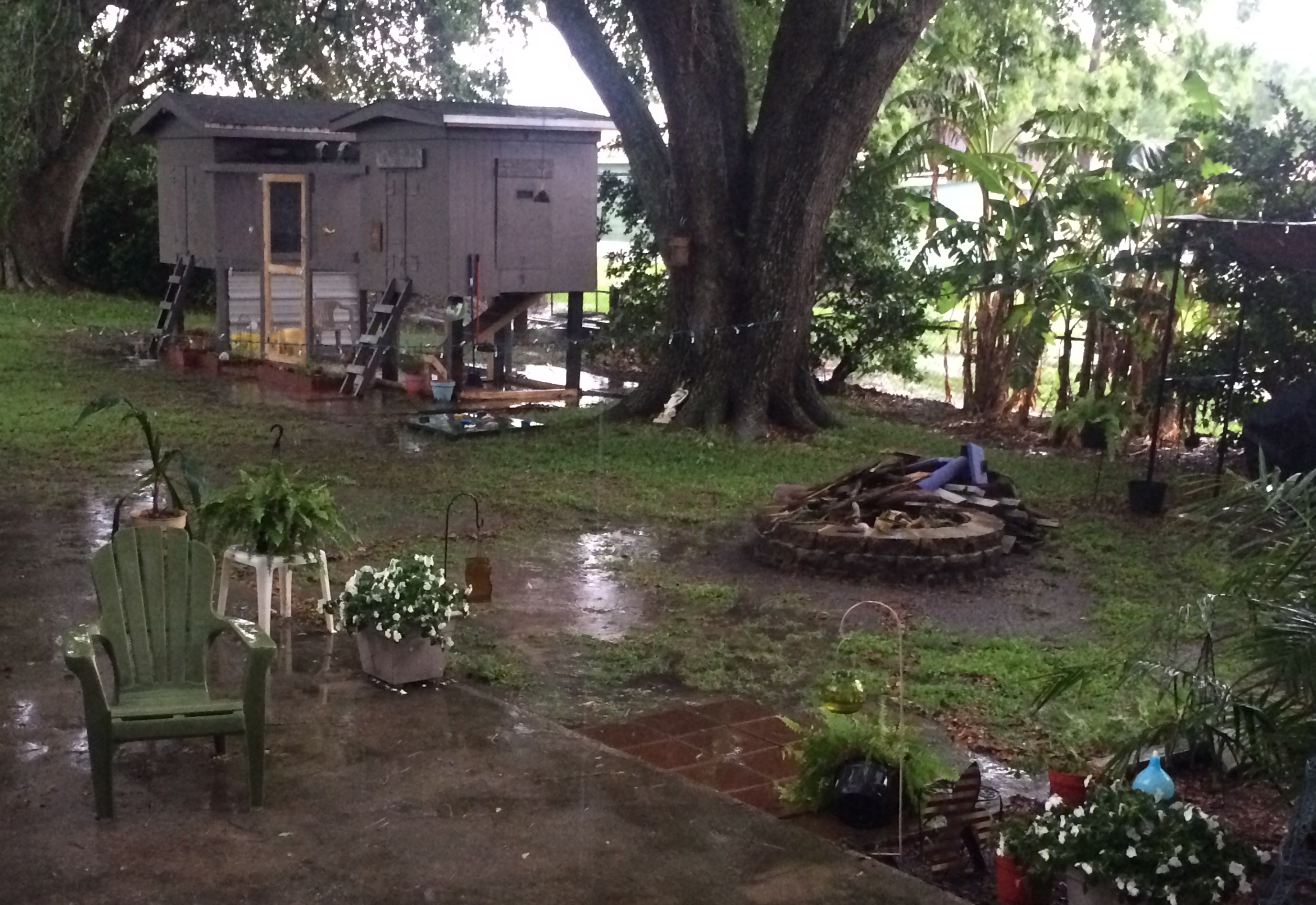 My chicken coop & run!