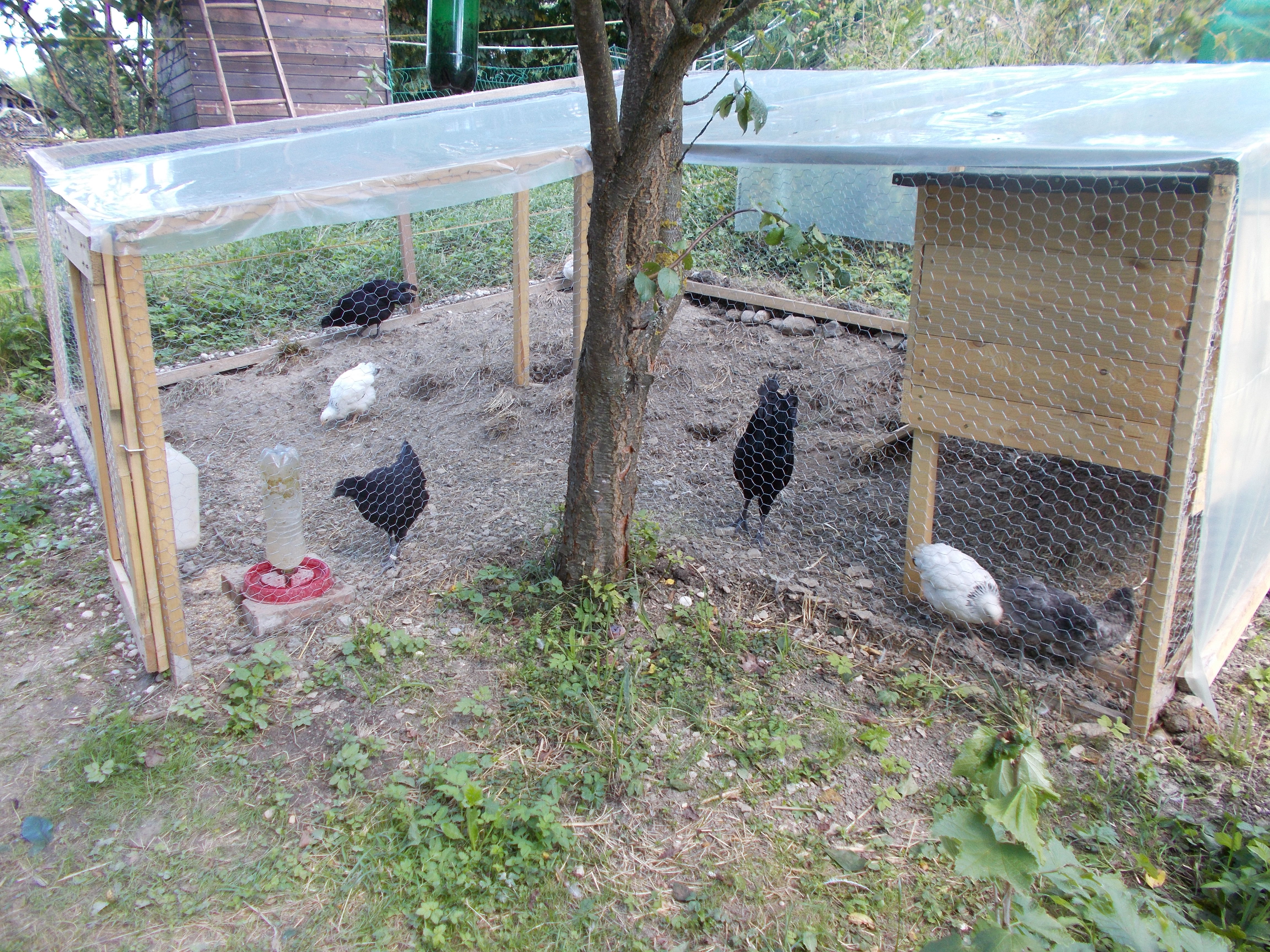 my chicken coop