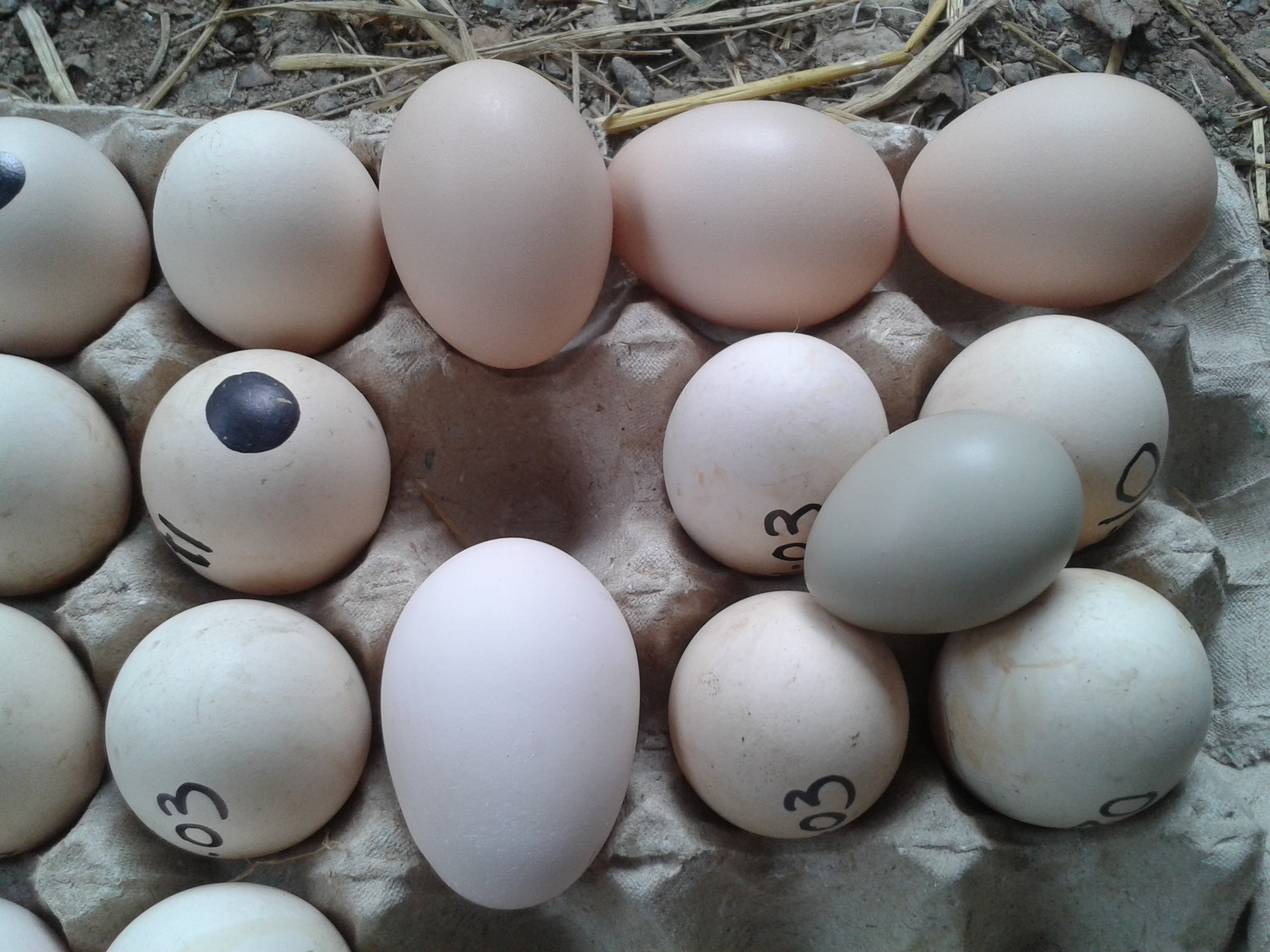 my chicken eggs