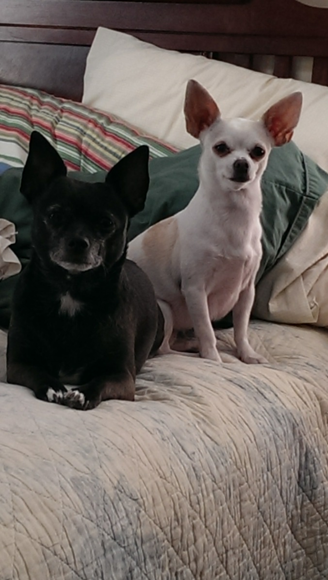 My chicken guardians.... although sometimes they think they are chickens too.
