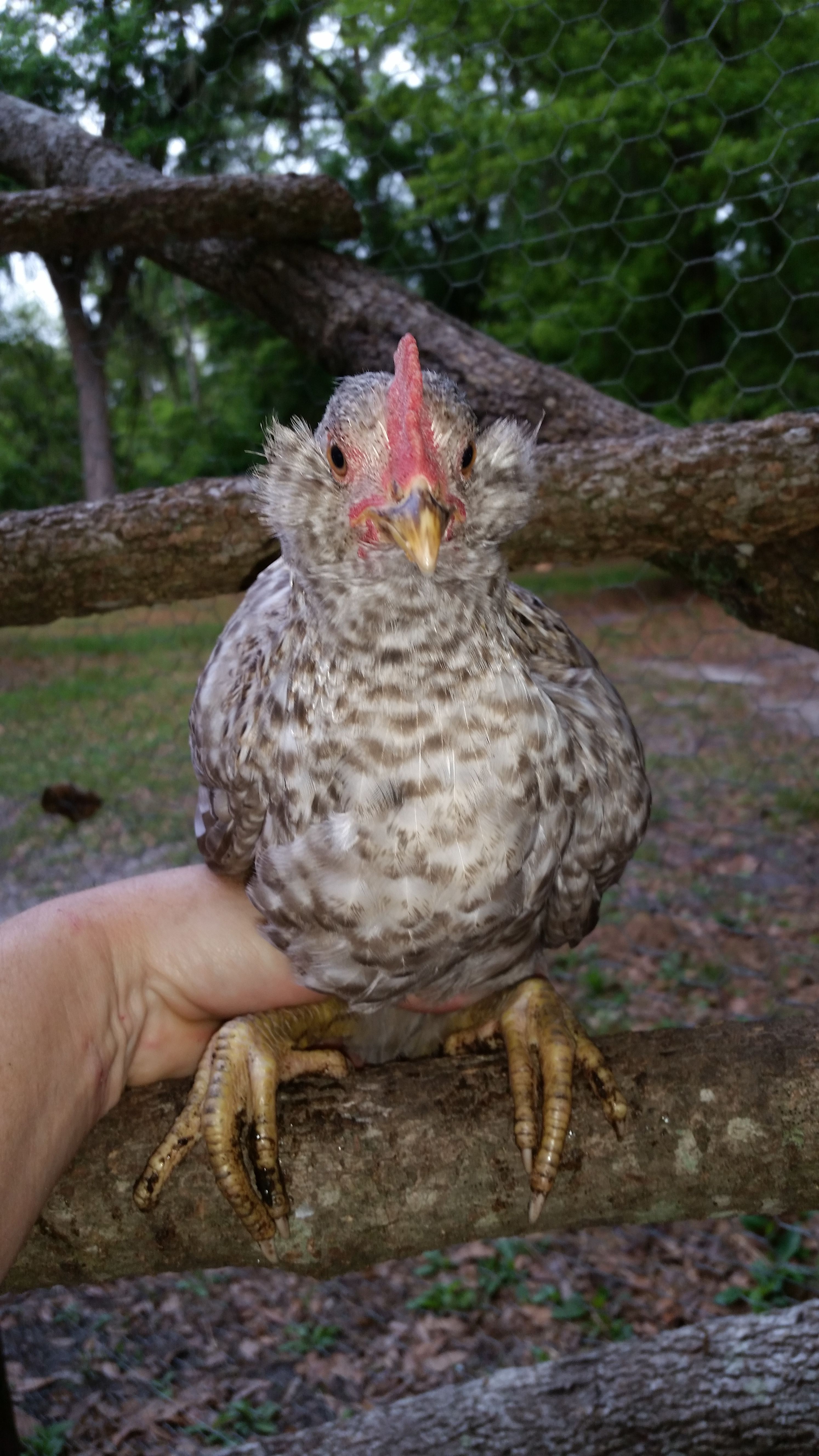 my chicken that I call Elvis, look at those sideburns!