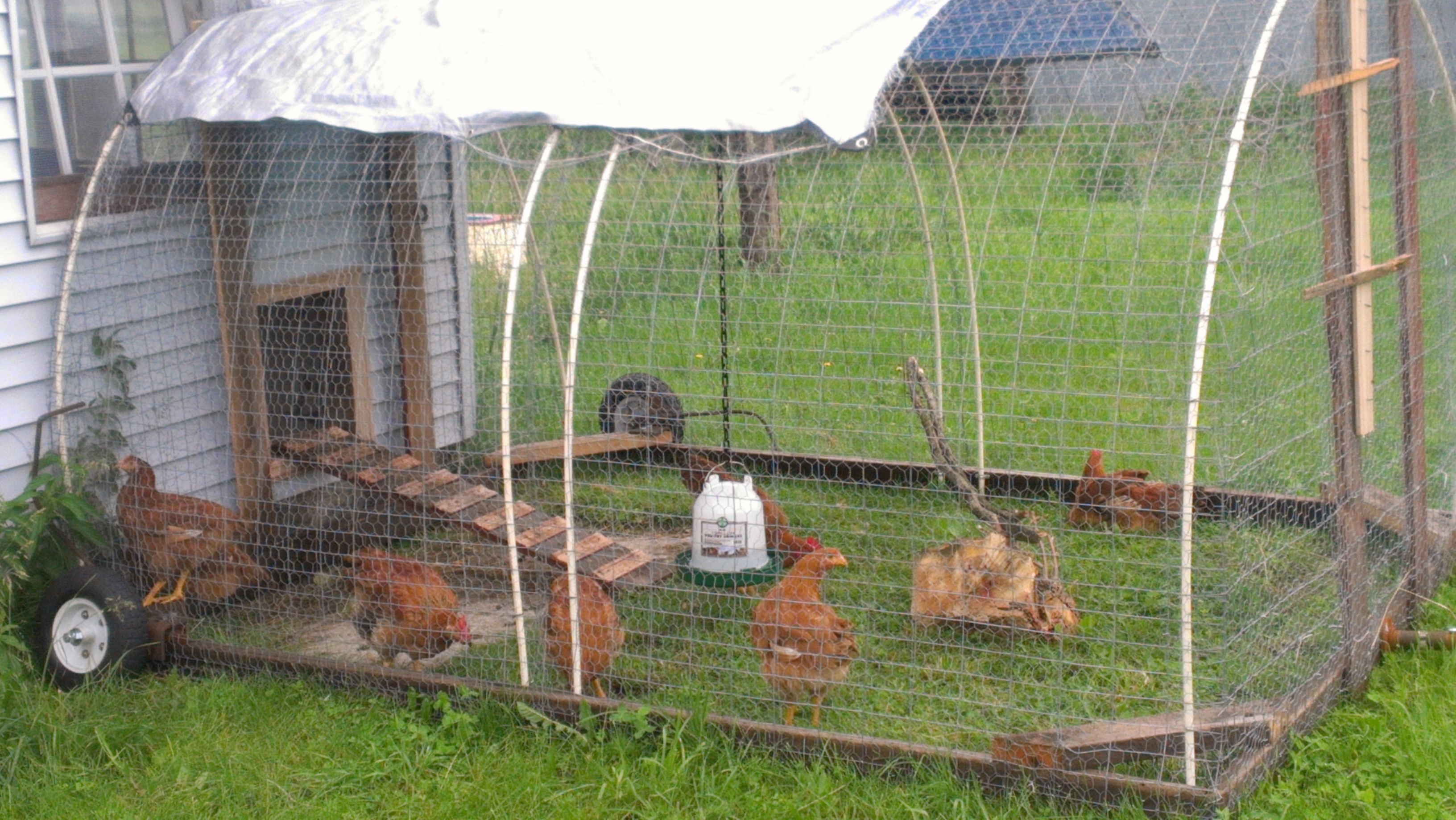 My chicken tractor