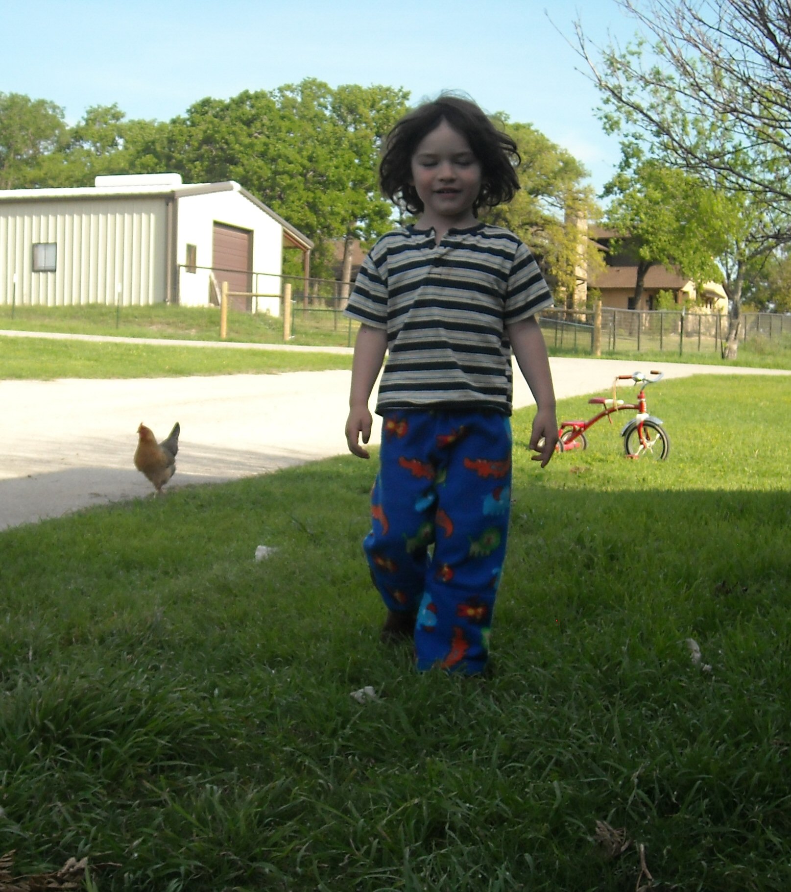 My Chicken wrangler