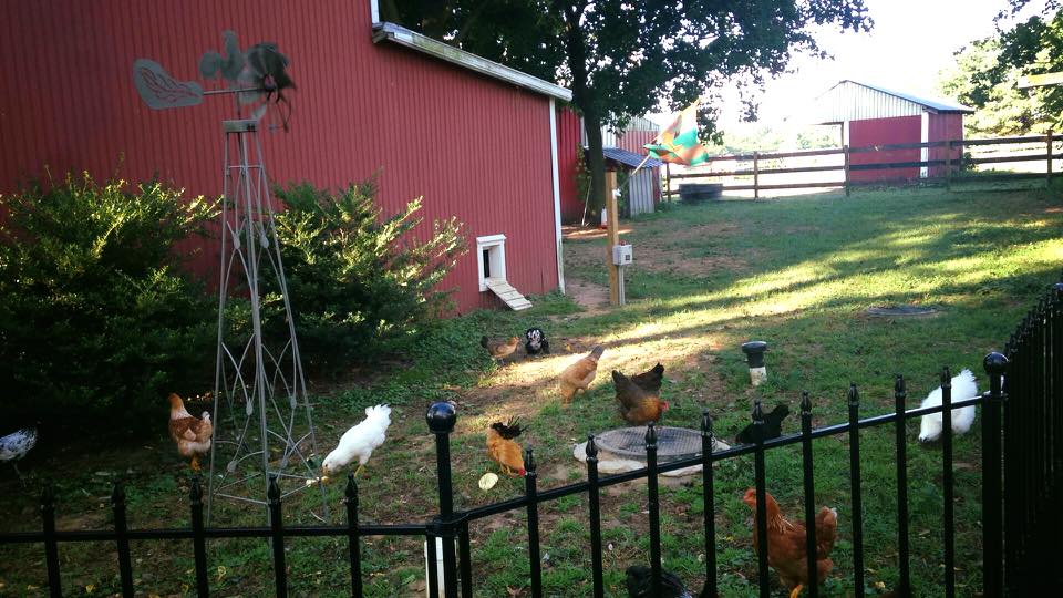 my chicken yard