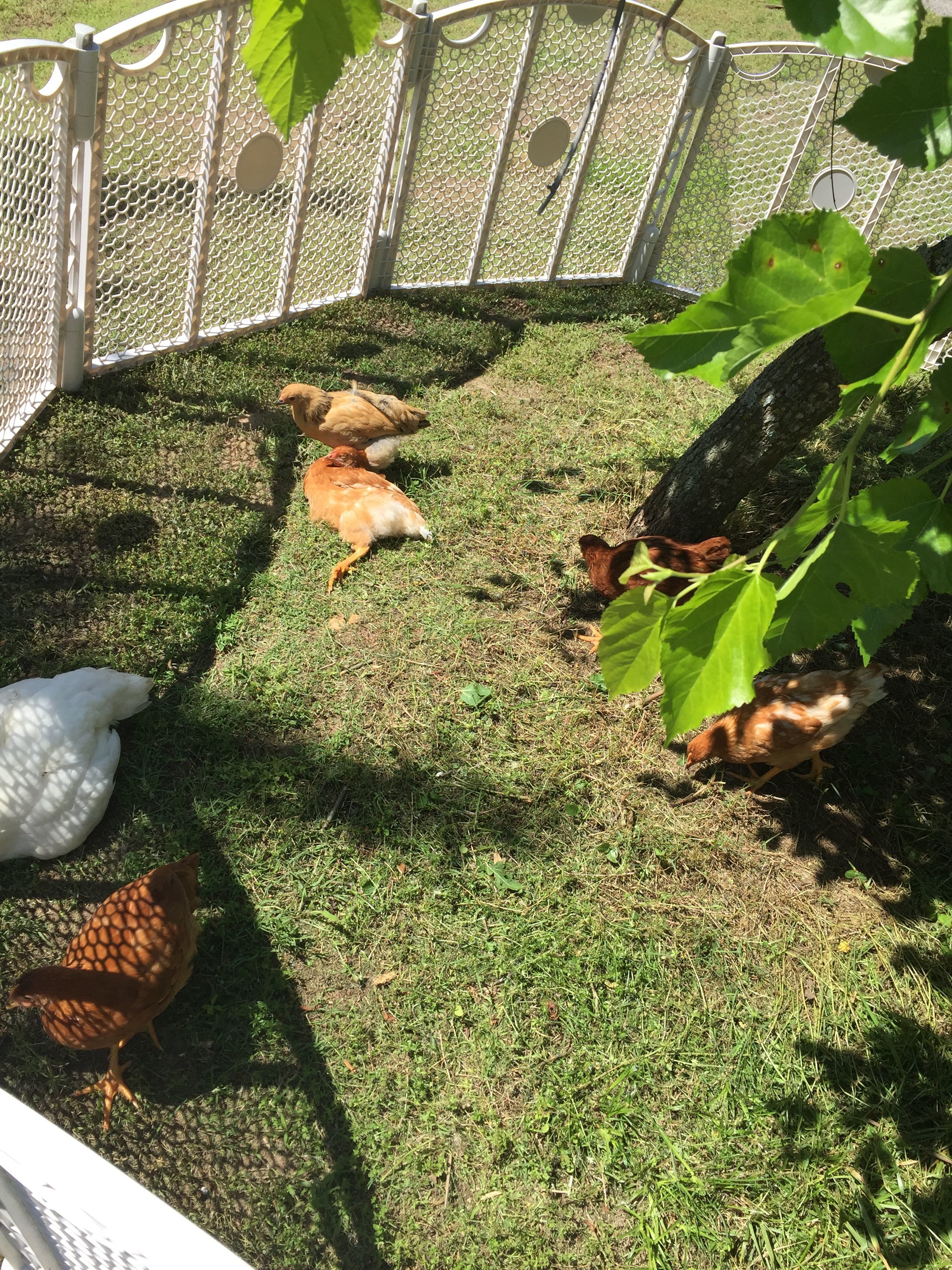My chickens at just over nine weeks.