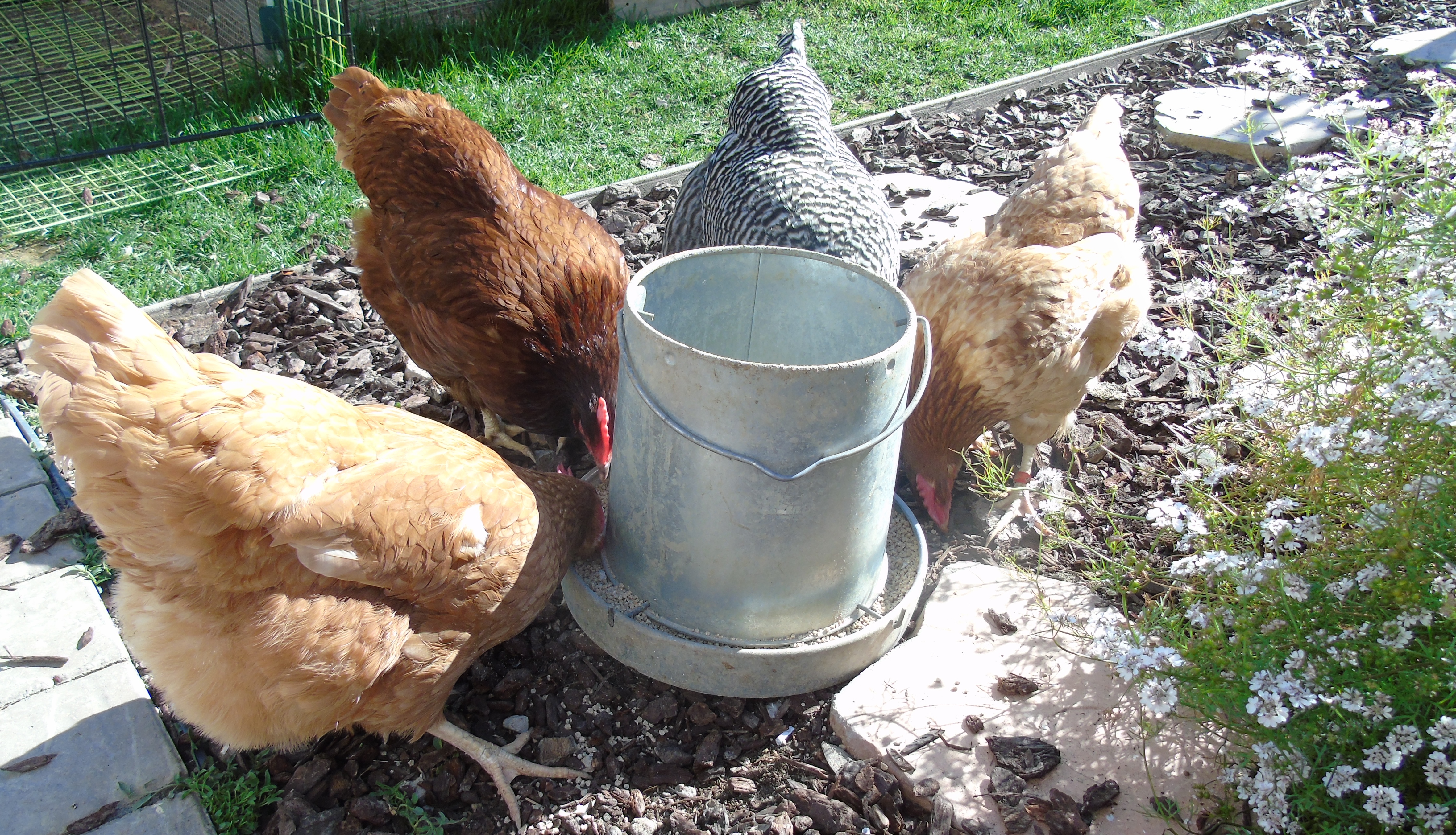 My chickens eat like pigs. 'Nuff said, really.