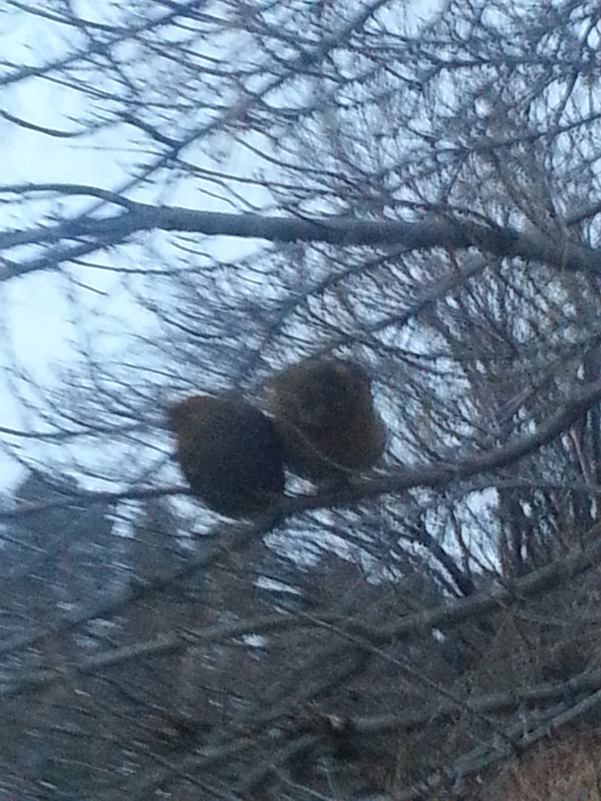 My chickens getting ready for bed.