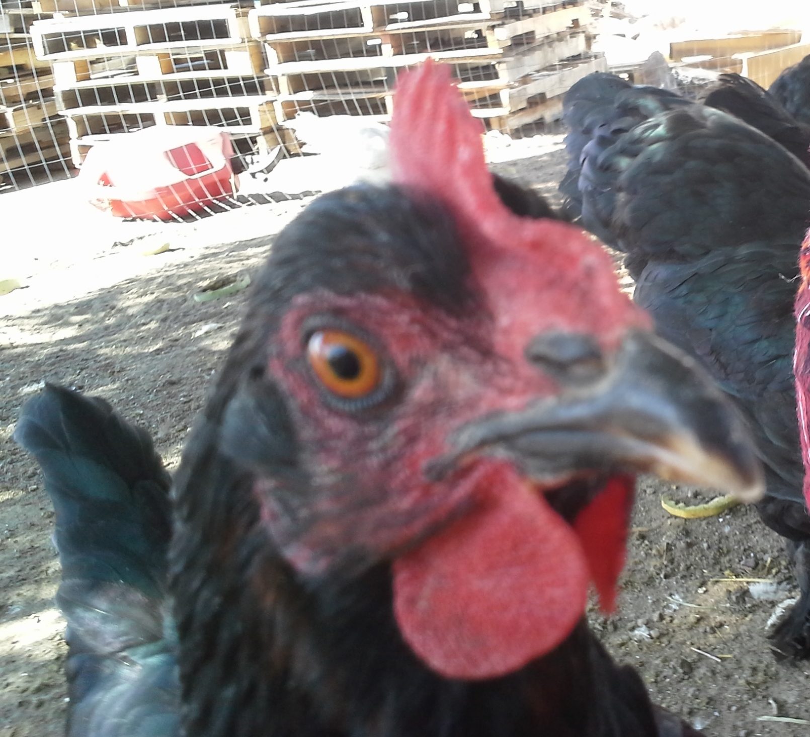 My chickens have a problem with personal space.  What's theirs is theirs and what's mine is theirs. Including me.