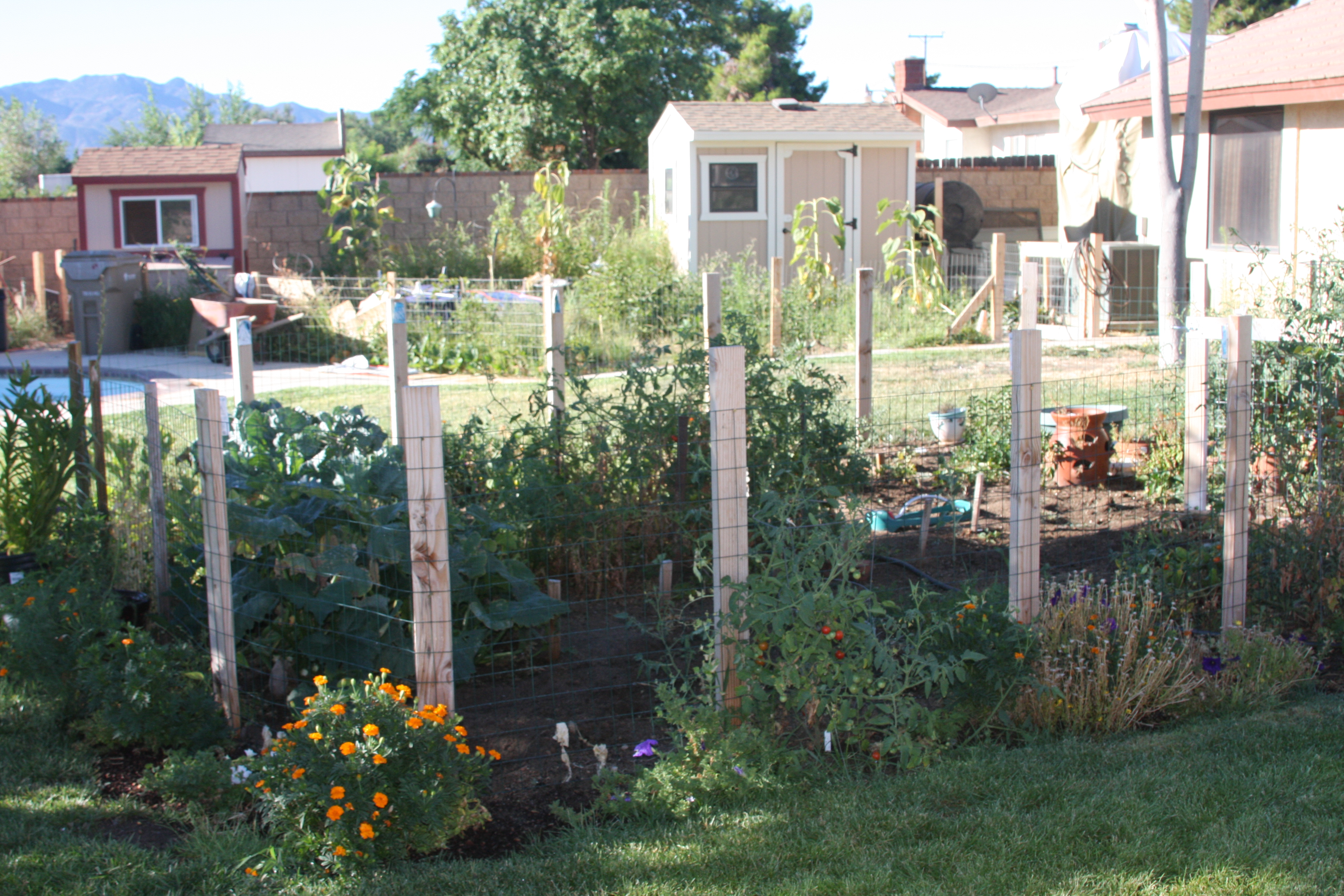 My chickens like to hide in the tall garden