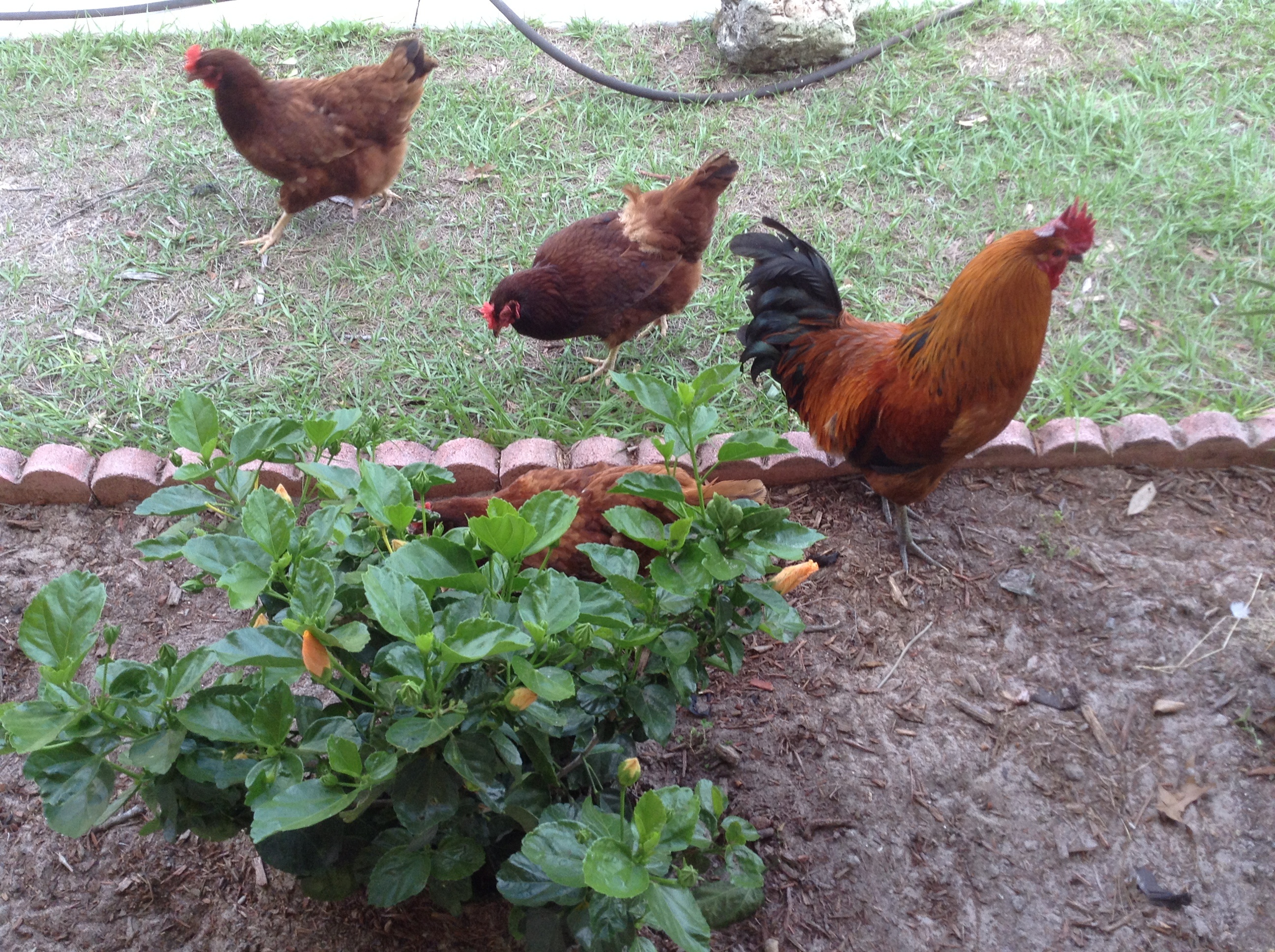 My chickens love to help me clean out flower beds.
