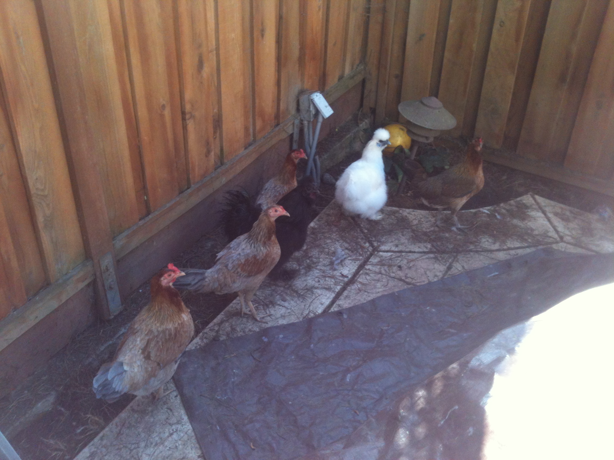 My chickens... They free-range in my backyard during the day, so I had to herd them into a corner! O:-p