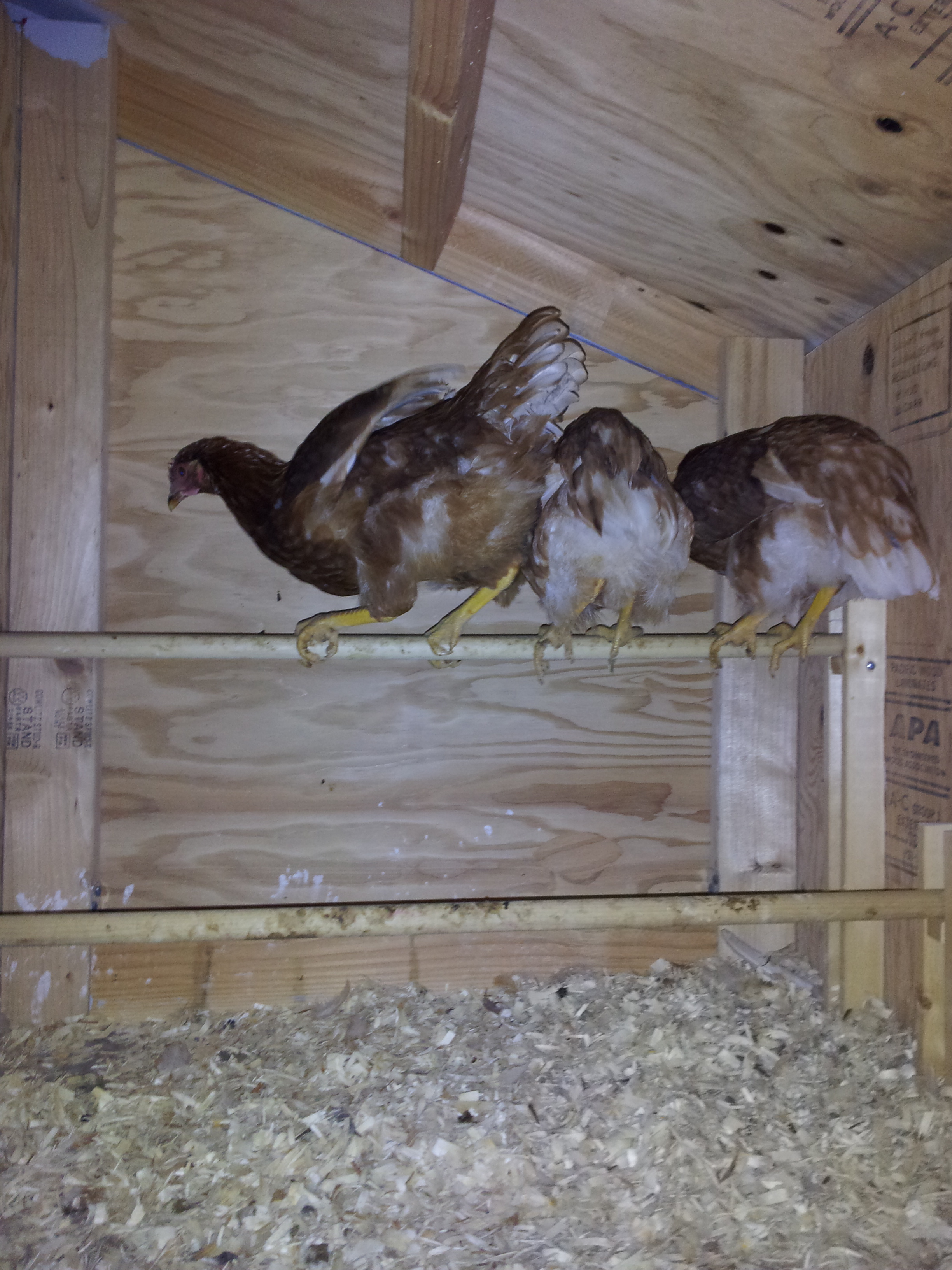 My chickens using their roost