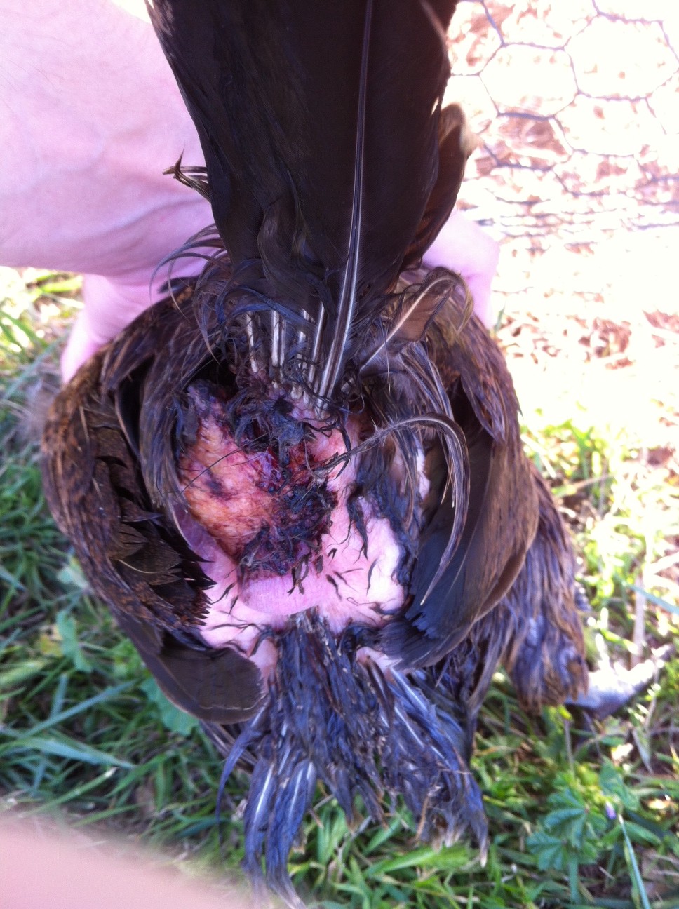 My chickens vent wound.