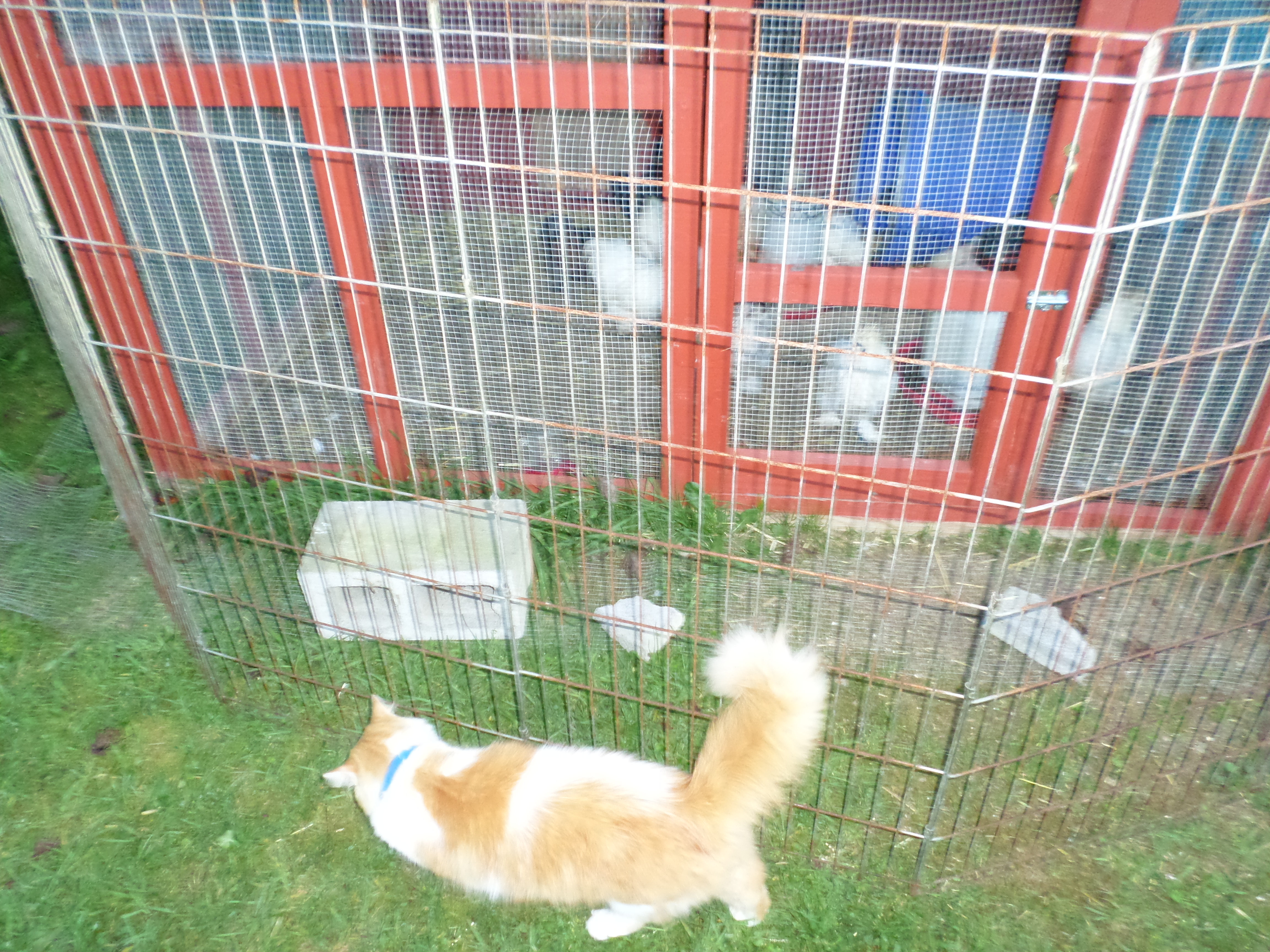 My chickens watchful cat, Marshall.  Marshall is actually scared of any bird bigger than him and he's a 14LB boy.