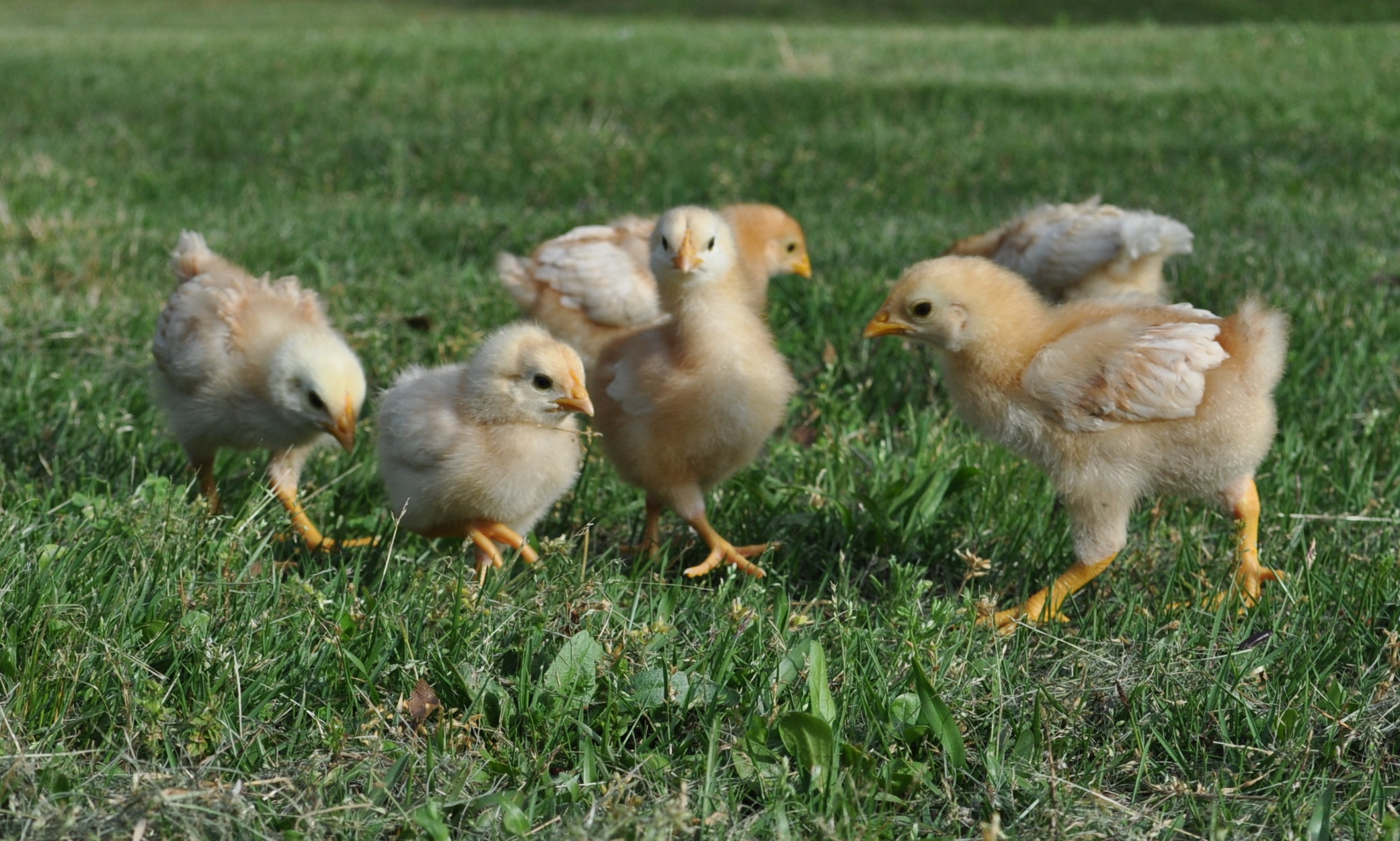 My chickie darlings' first "free range" excursion.  What you don't see in these photos are the 5 family members making sure the chicks don't run too far!  I was a nervous wreck!